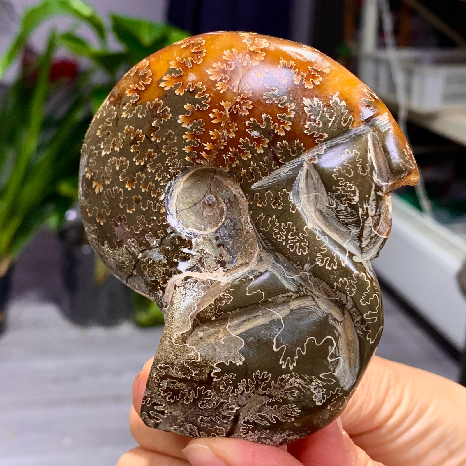 180G Rare! Natural tentacle ammonite fossil shell healing Madagascar