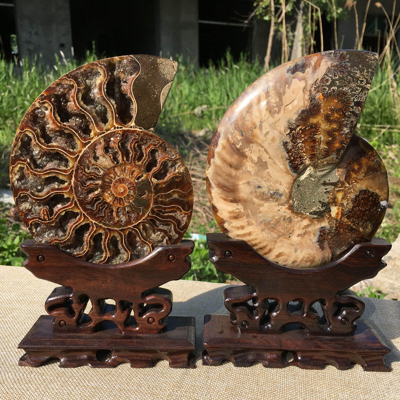 A Pair of Natural Ammonite Fossil Conch Crystal Specimen Healing+stand 2PC
