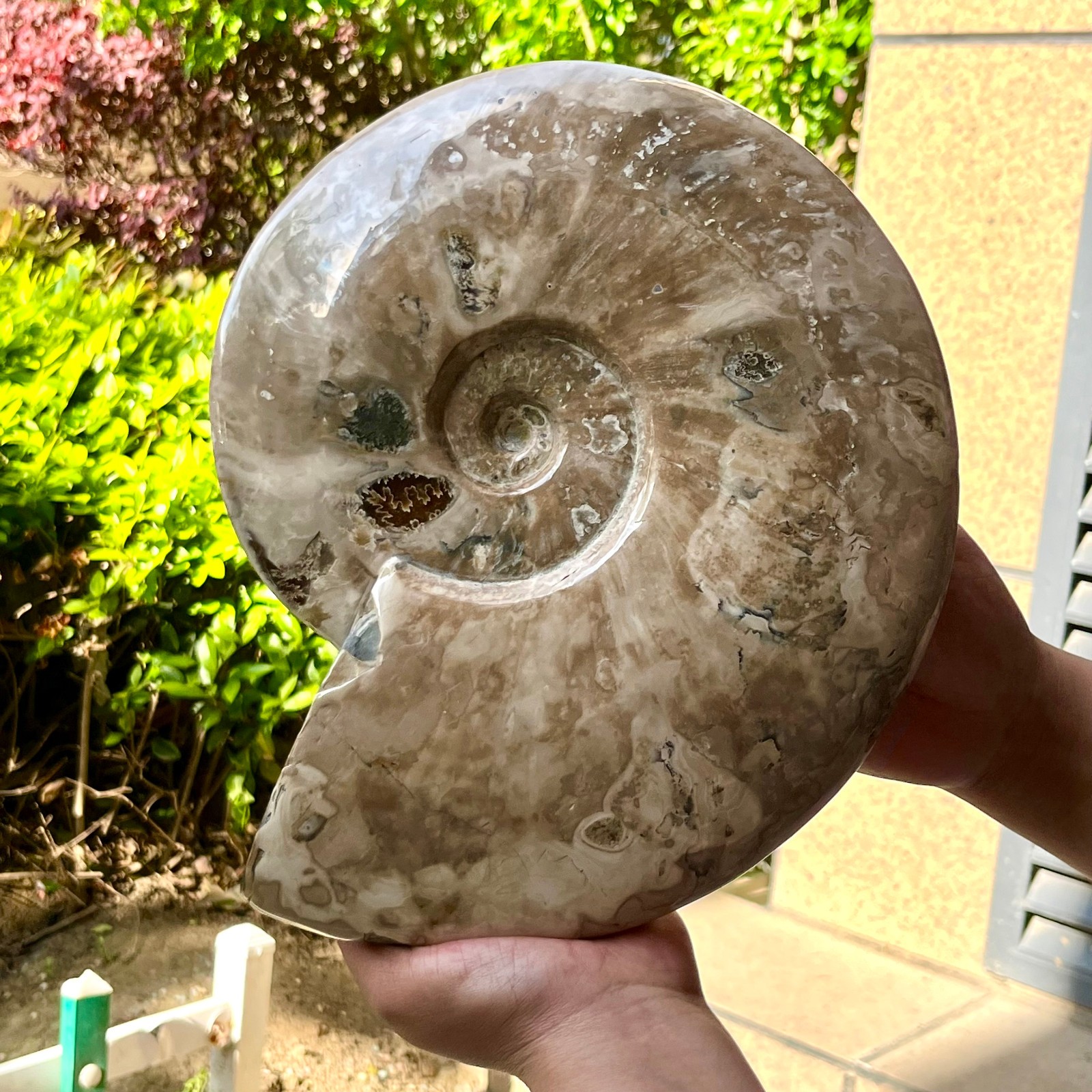 Polished Ammonite Fossil Madagascar Natural Spiral Sea Shell Gem 11 lb