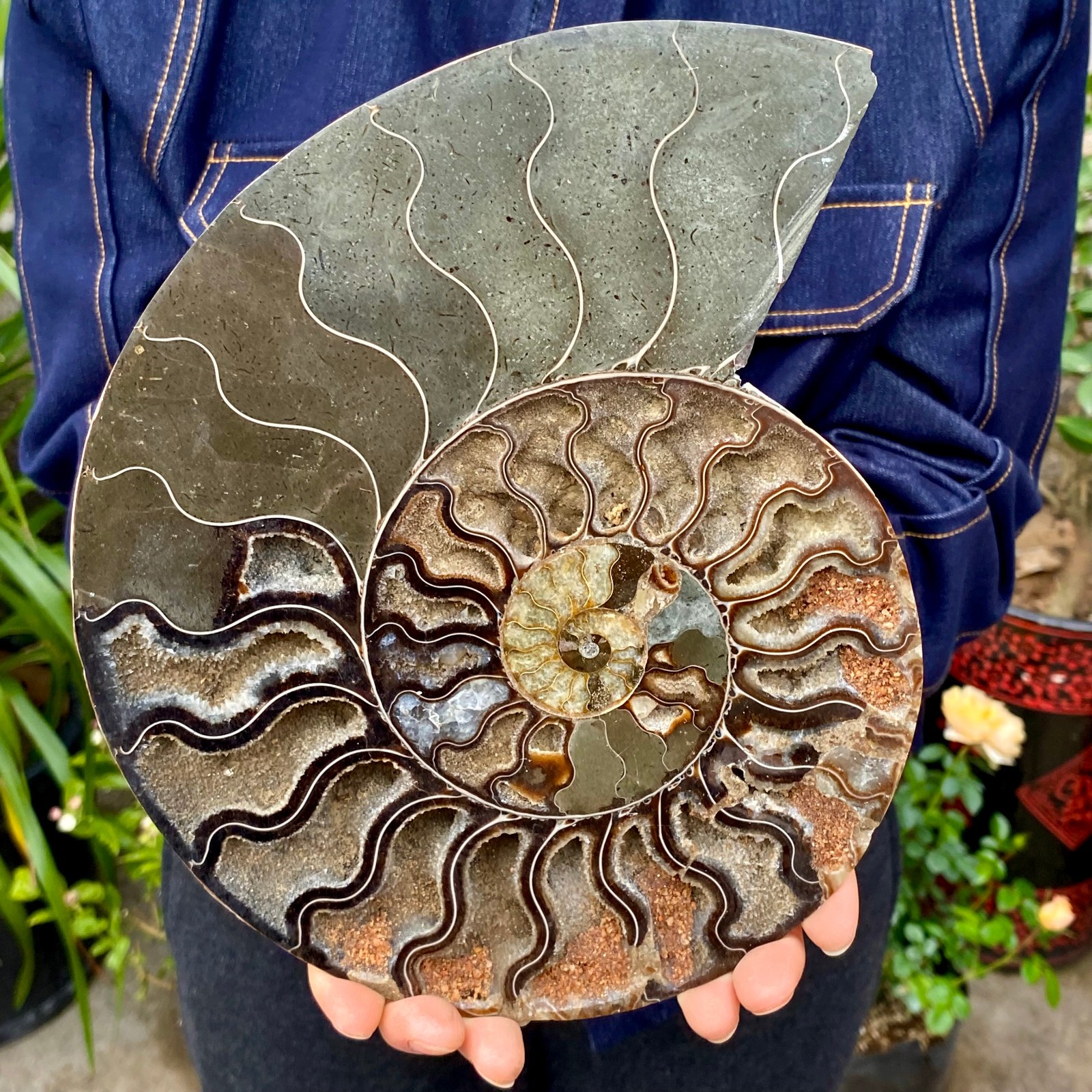 3.21LB Rare! Natural Tentacle Ammonite FossilSpecimen Shell Healing Madagascar