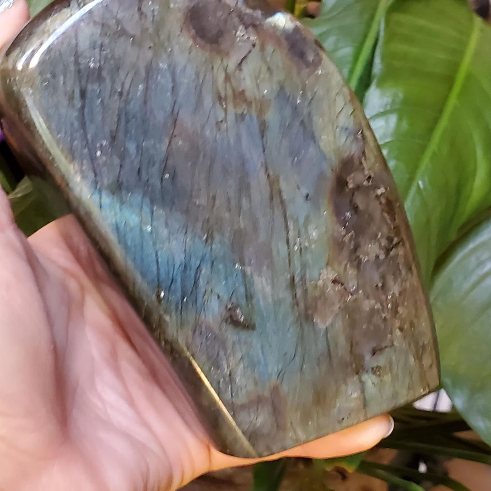 Labradorite Spectrolite Blue & Yellow Flash Crystal Slab Freeform 952 grams
