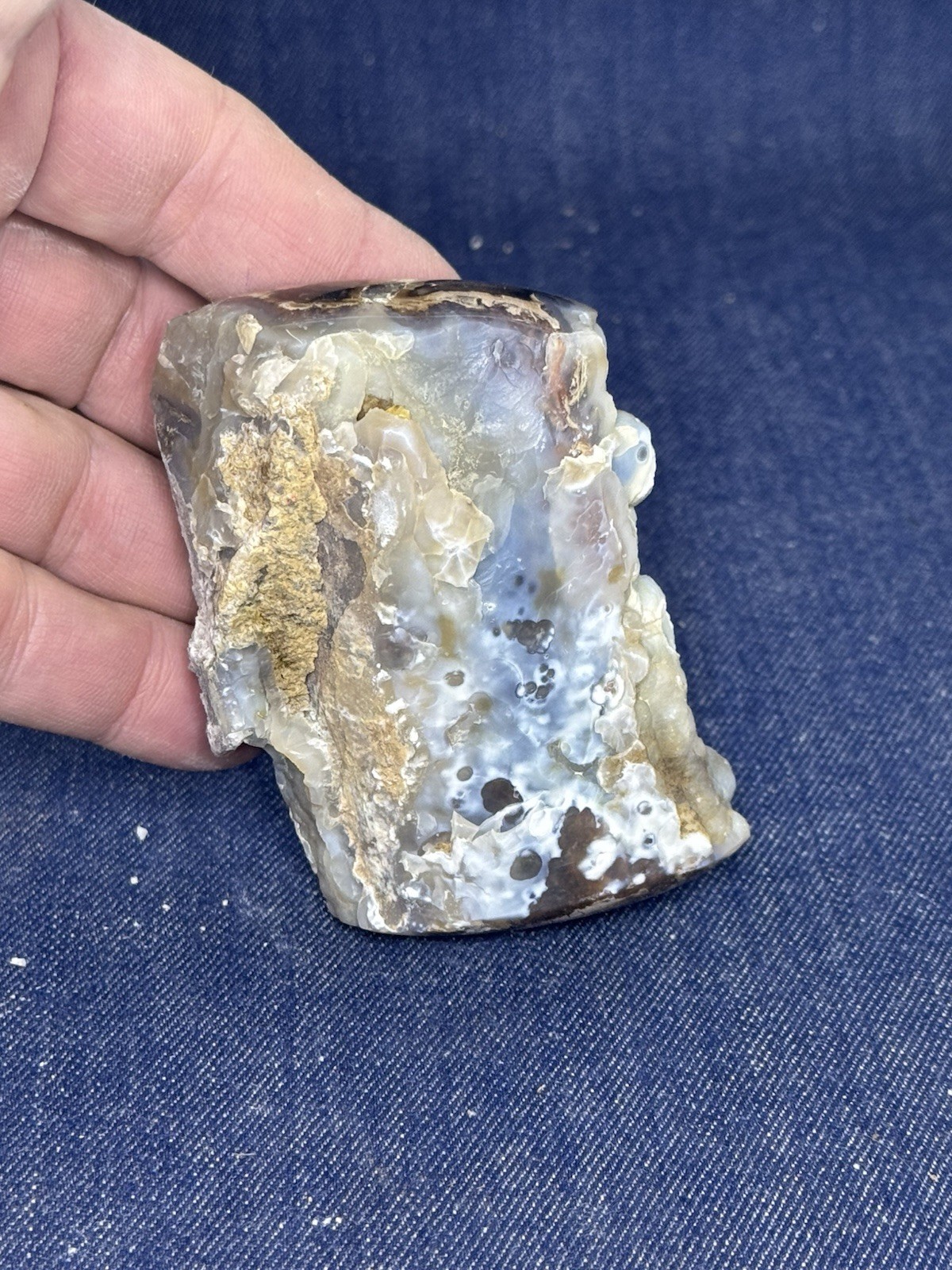 Blue Forest Petrified Wood Display Piece ( Wyoming)