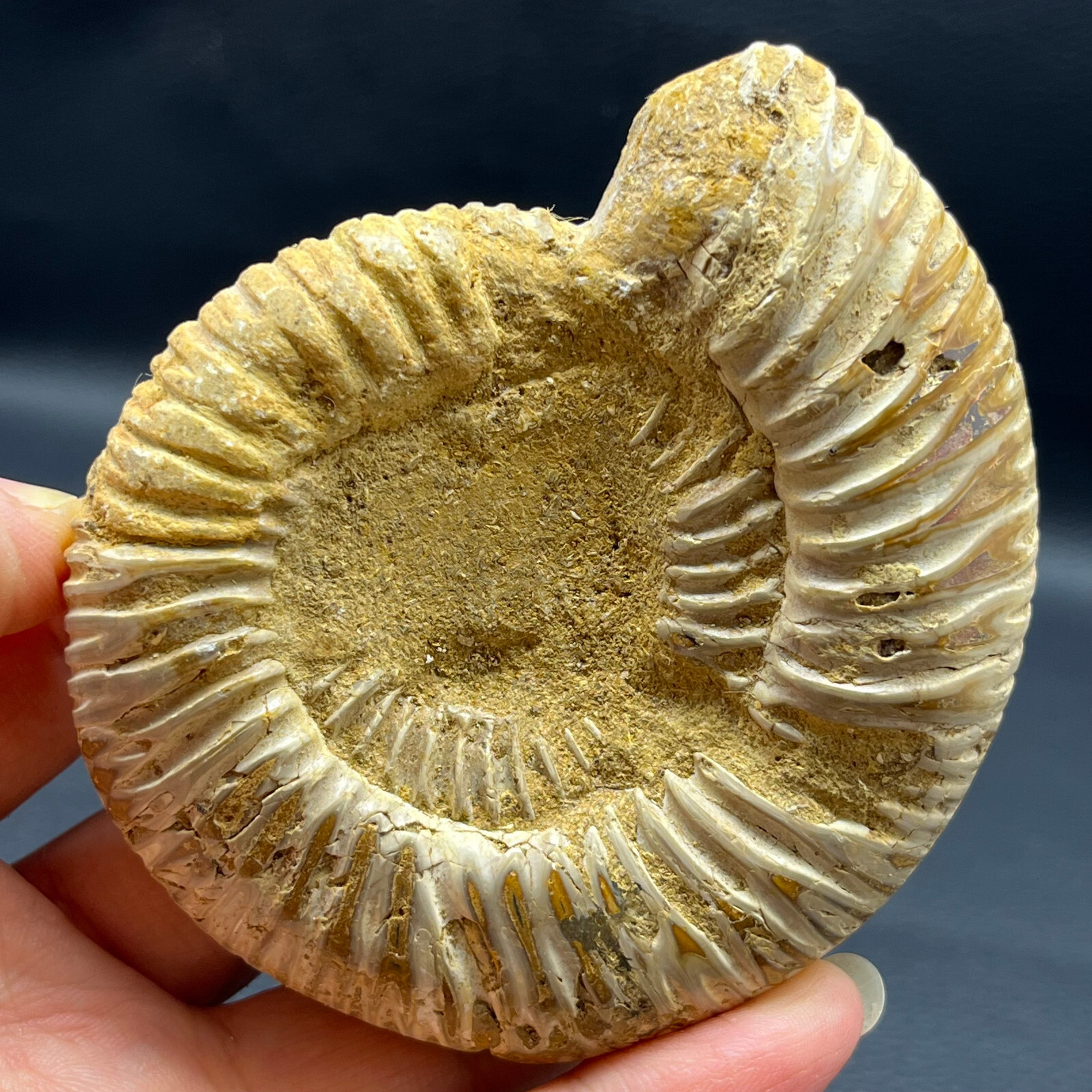 201G Natural conch specimens from Madagascar Rough without any treatment Y8