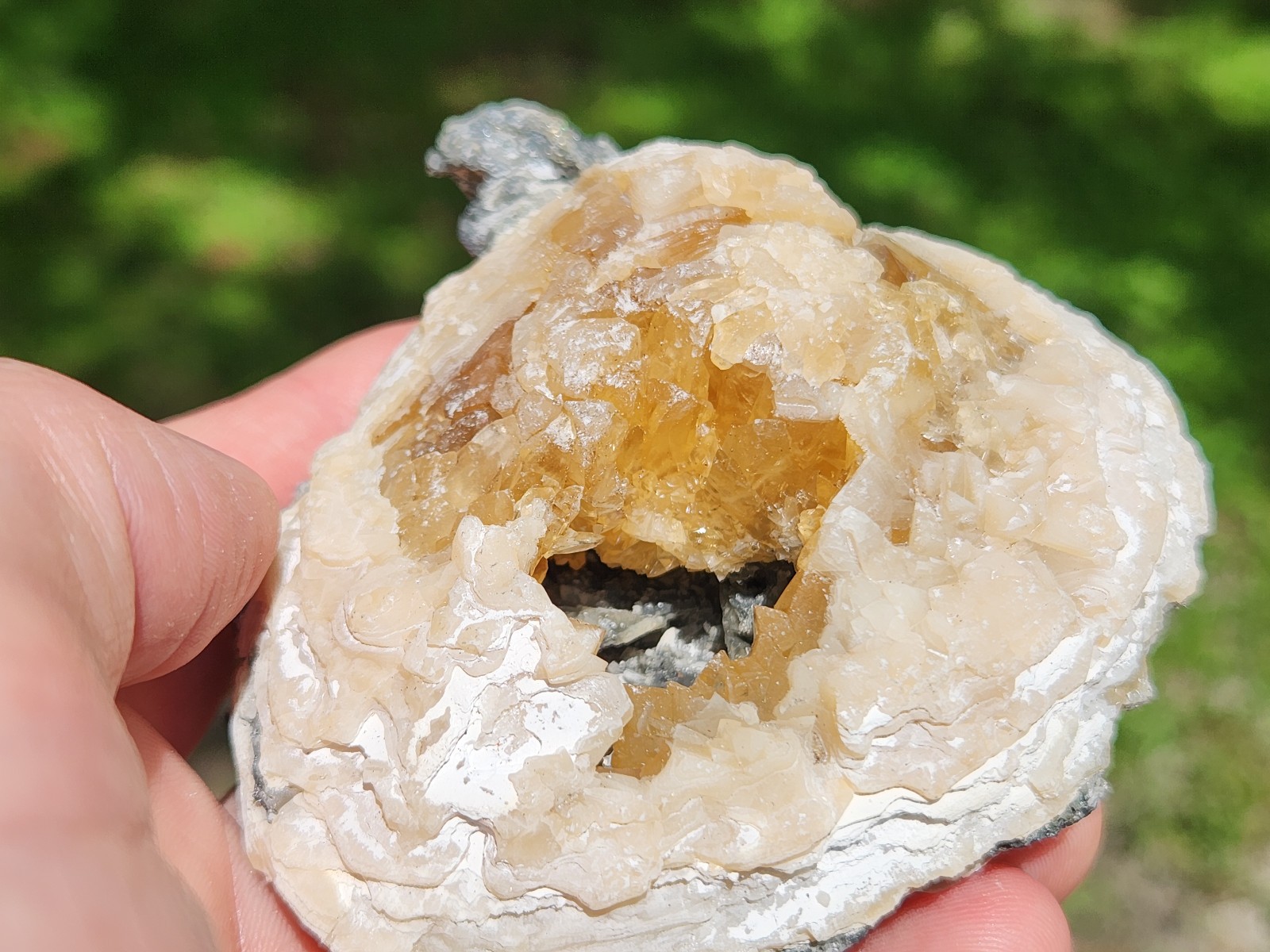 Calcite Crystal Clam Shell Fossil Rucks Pit Florida cut dogtooth clam honey UV