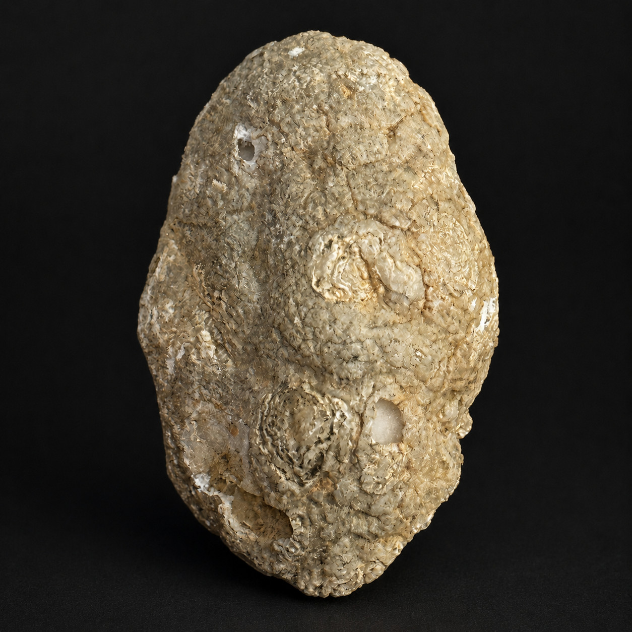 White Quartz Druzy Geode Half, Fossilized Coral Host Rock, Crystal Lined Cavity