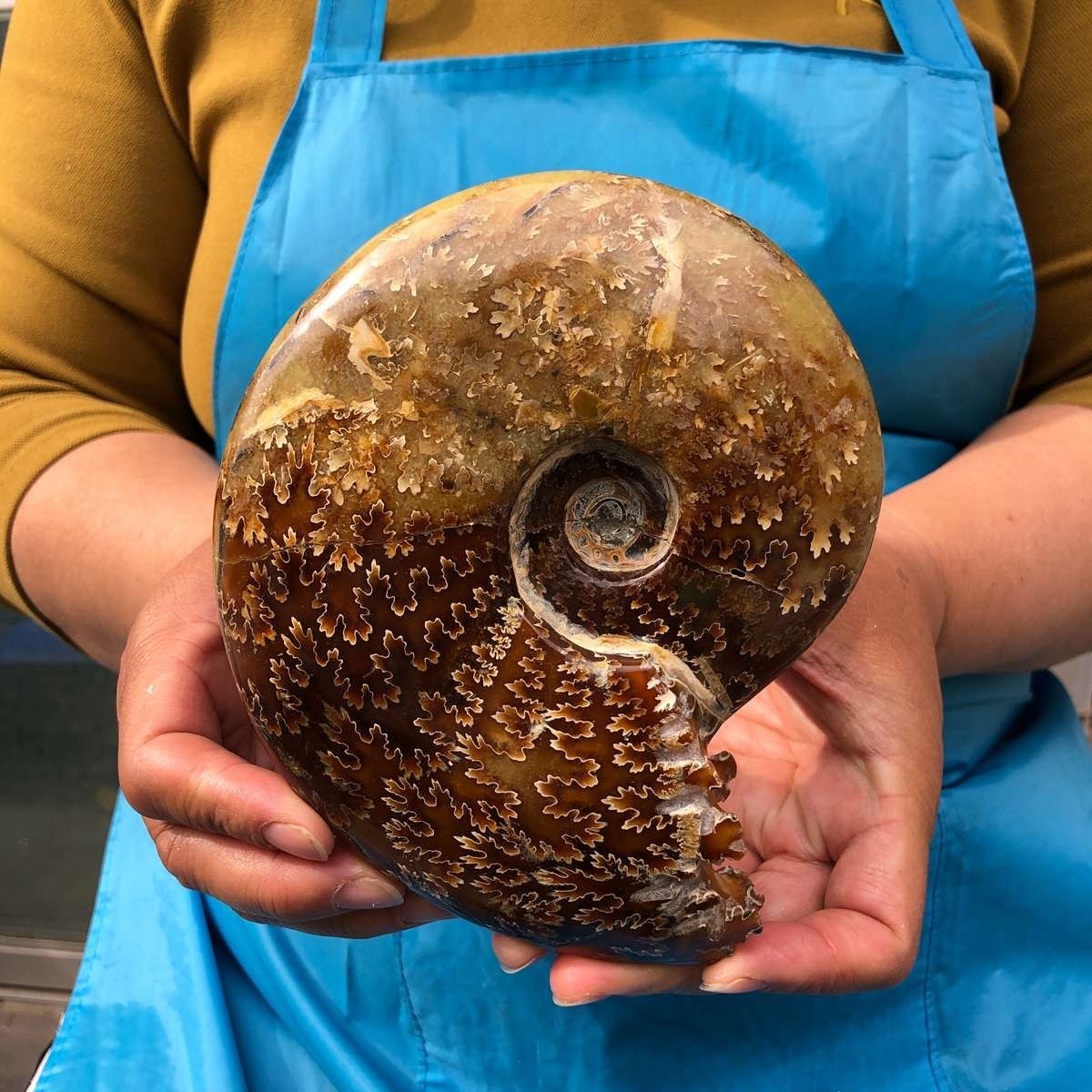 2pcs 3.47LB Natural Beautiful Ammonite Fossil Conch Crystal Specimen Healing
