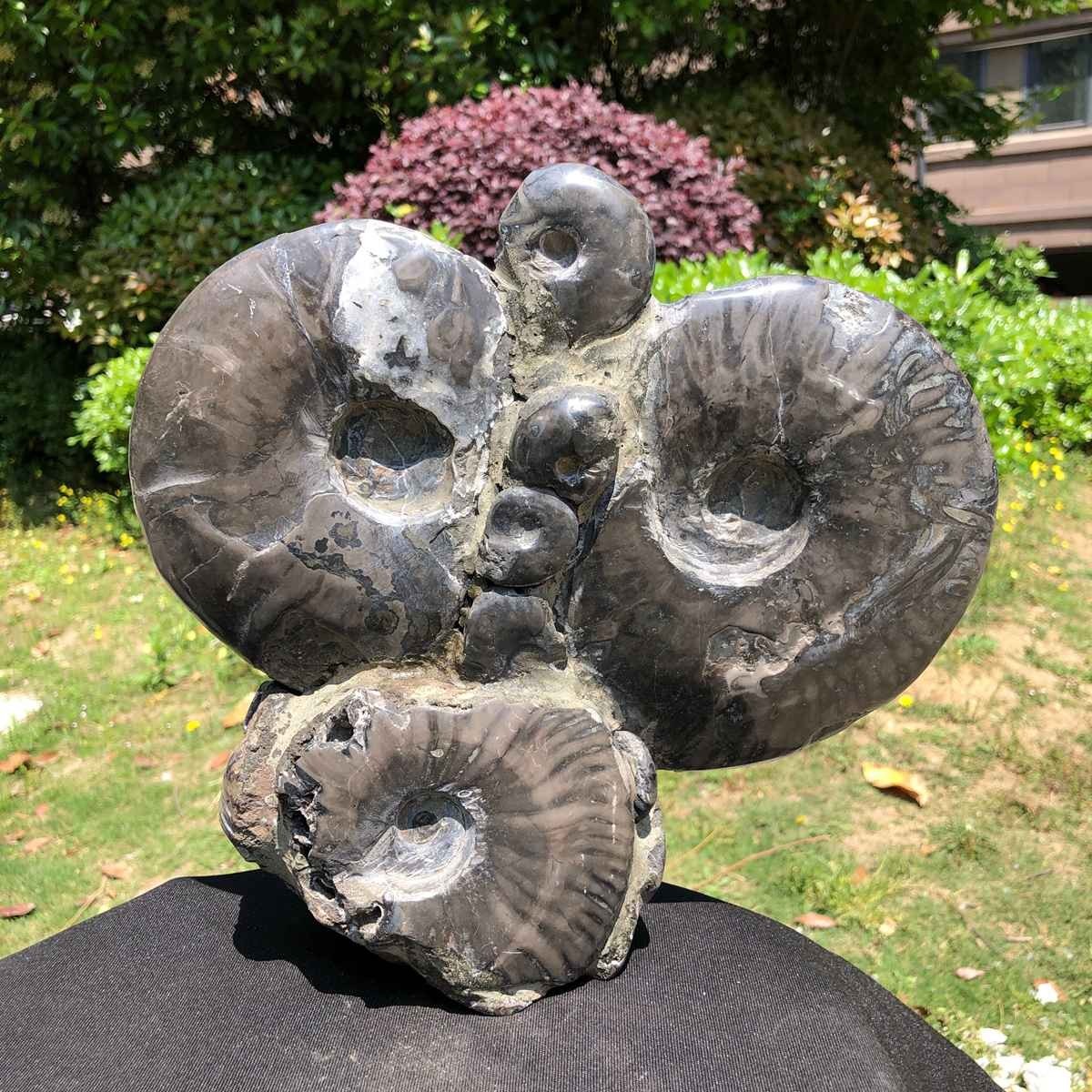 10.6LB Natural Beautiful Ammonite Fossil Conch Crystal Specimen Healing 5102