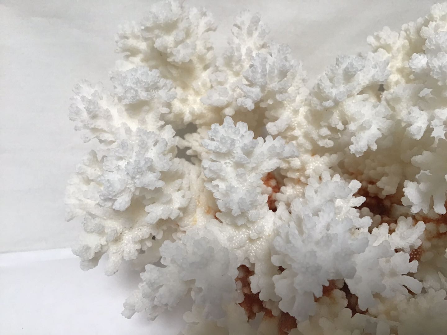 Douzu Healing Crystal 1PC Natural White Coral Fossil Cluster Crystal