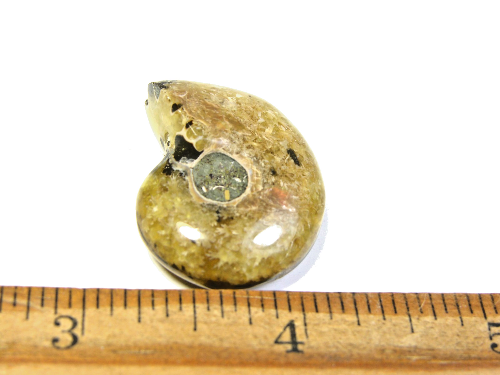 Ammonite fossil polished 1 1/2″ + showing suture lines Madagascar ms4