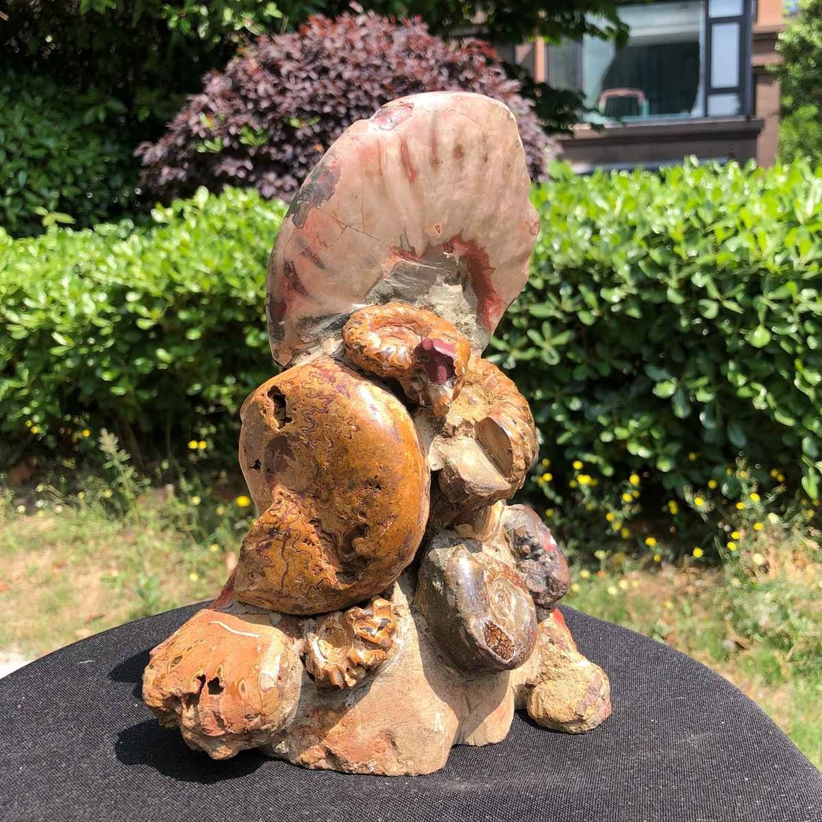 6.42LB Rarem Natural Tentacle Ammonite Fossil Specimen Shell Healing Madagas