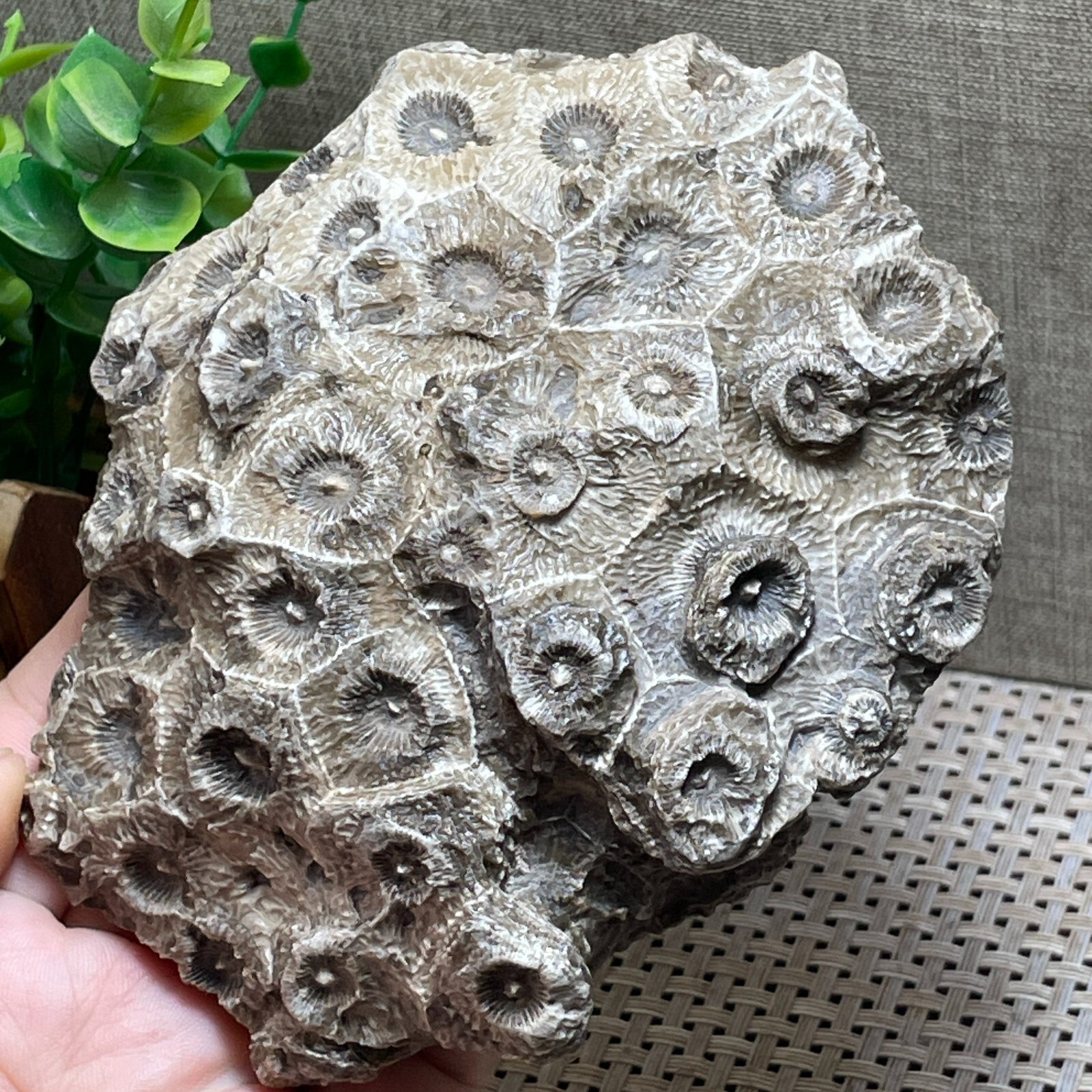 Unpolished Michigan Petoskey Stone-Hexagonaria -rough stone home decor 415g