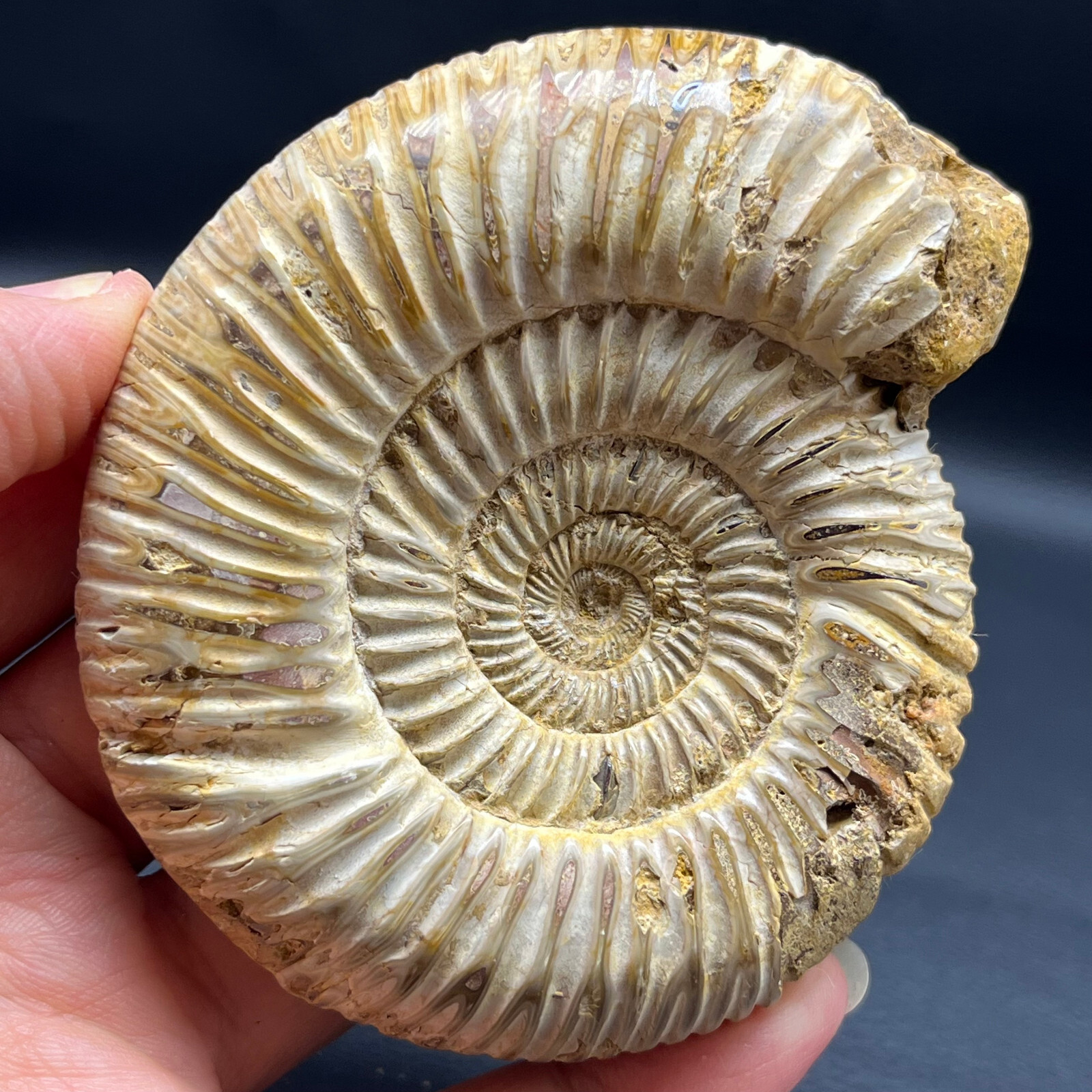 201G Natural conch specimens from Madagascar Rough without any treatment Y8