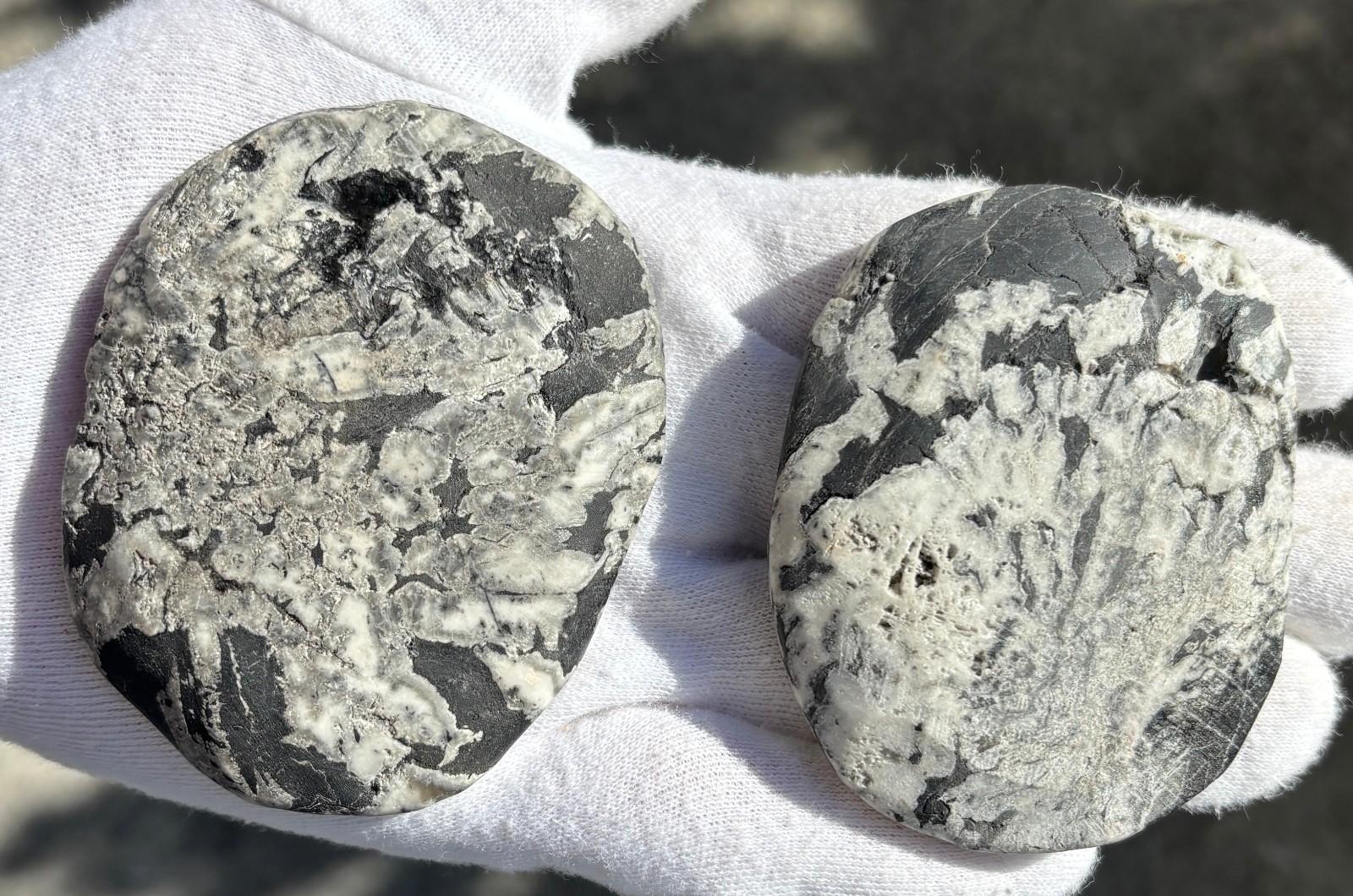 SEE VIDEO AUTHENTIC 150g LOT 2 CHRYSANTHEMUM PALMSTONES *NOT PAINTED PALM STONE