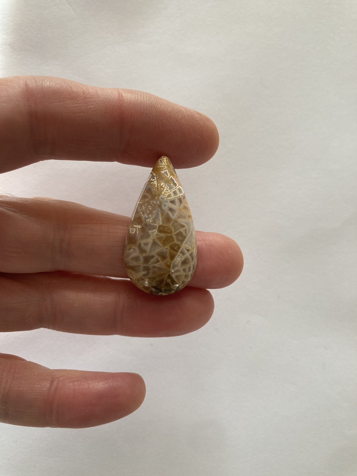 Fossil Coral Cabachon