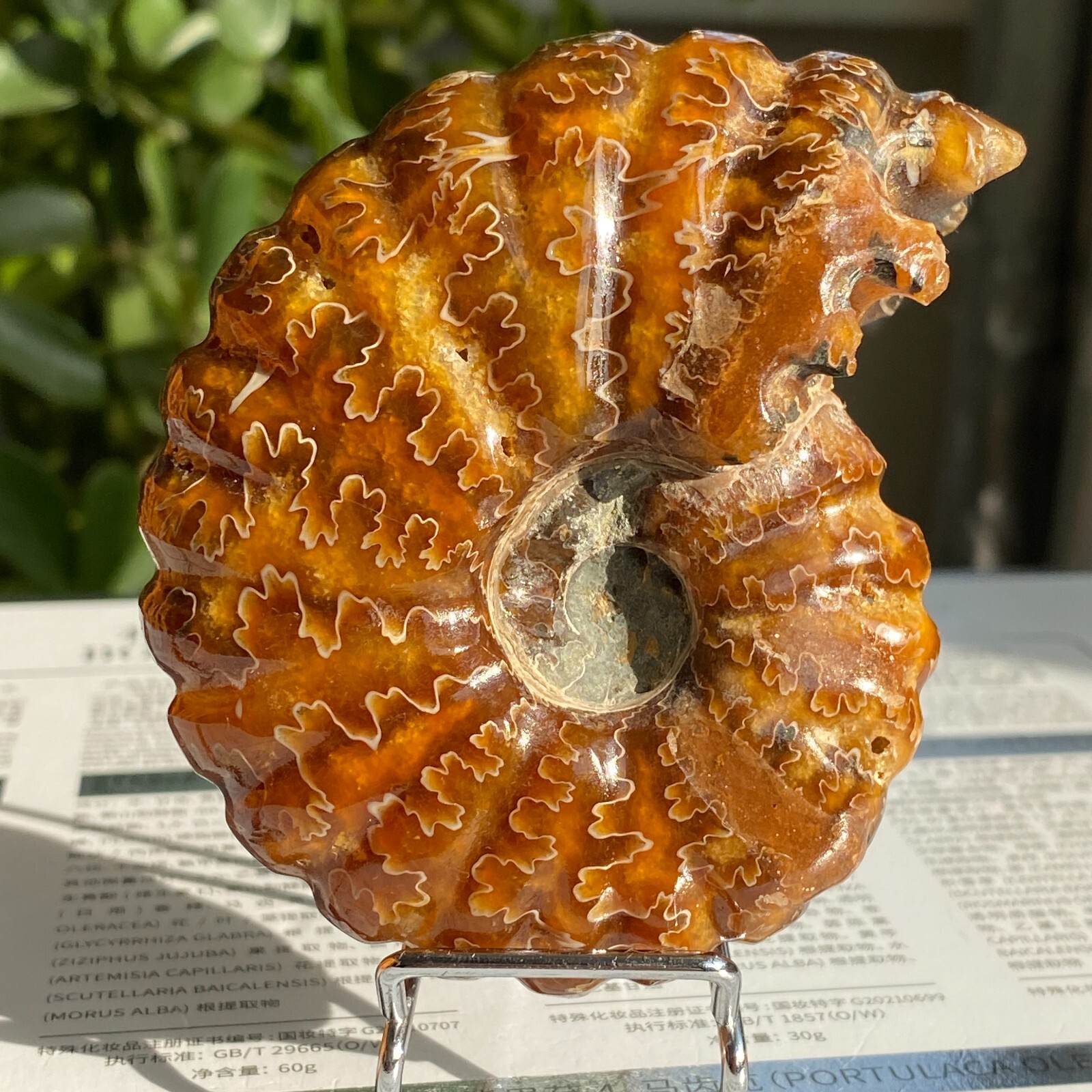 200g Top Natural Horn Screw Fossil Ammonite Conch Crystal Specimen Healing