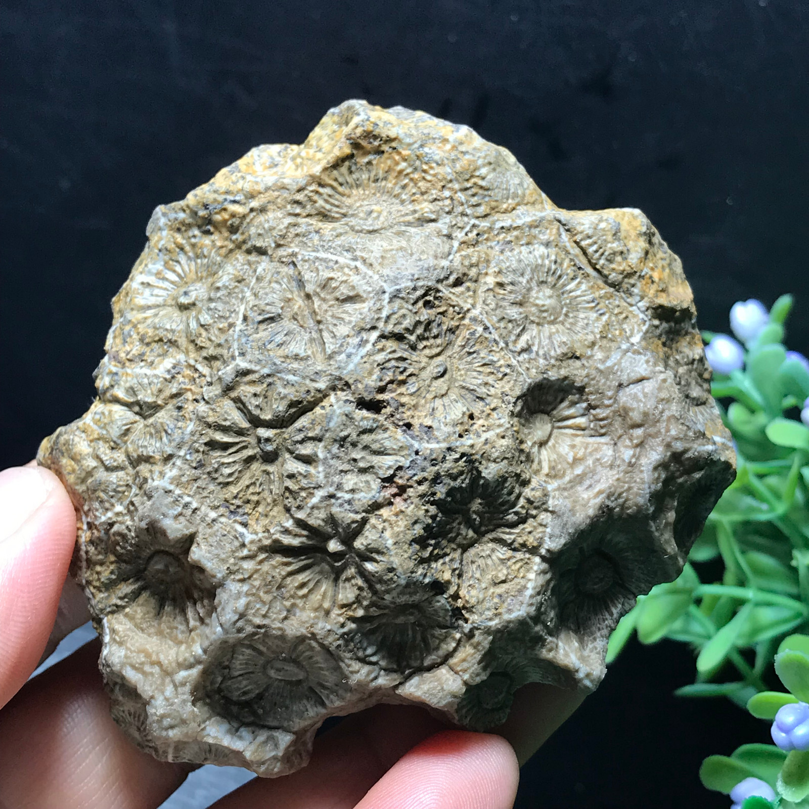 123g Natural Rare Collection Rough brown Silicified specimen 16