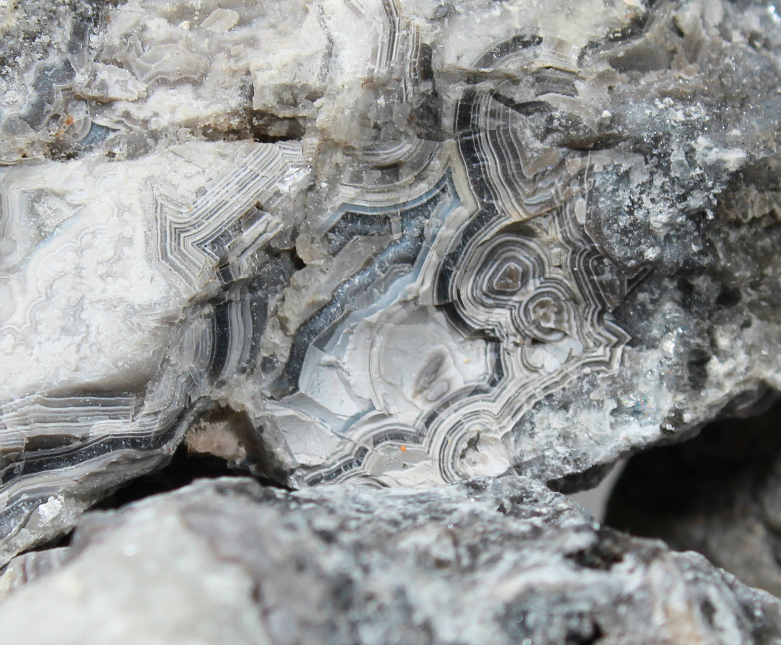 Tuxedo Lace Agate – “A” Grade Slabbing Rough – Bulk Wholesale Options