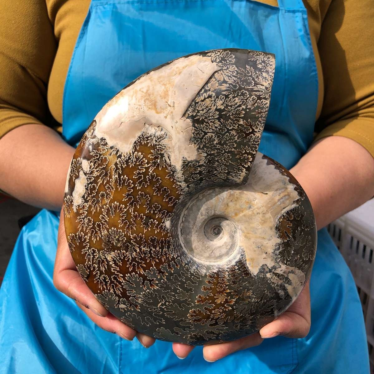 3.52LB Natural Beautiful Ammonite Fossil Conch Crystal Specimen Healing 4628