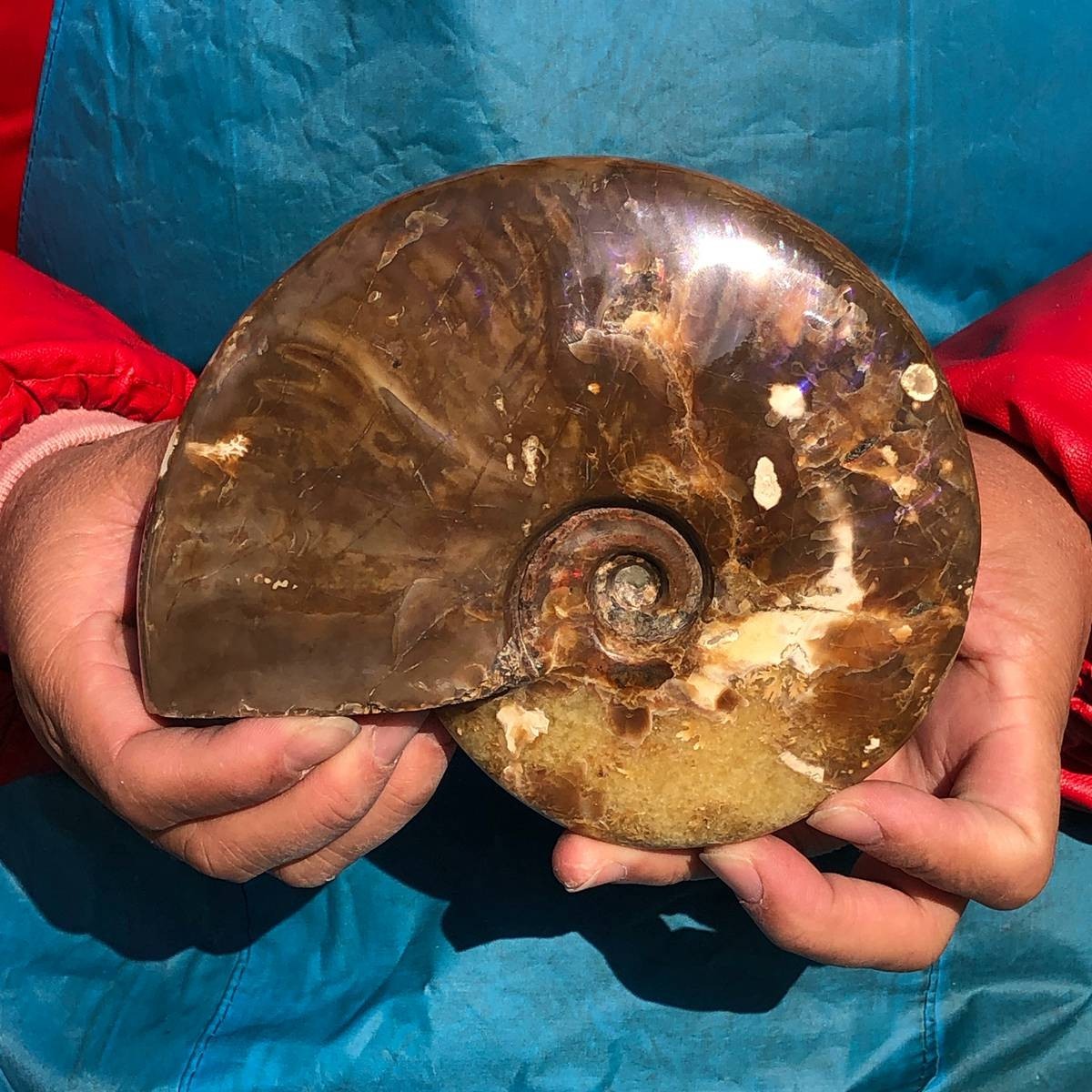 2pcs 3.65LB Natural Horn Screw Fossil Ammonite Conch Crystal Specimen Healing