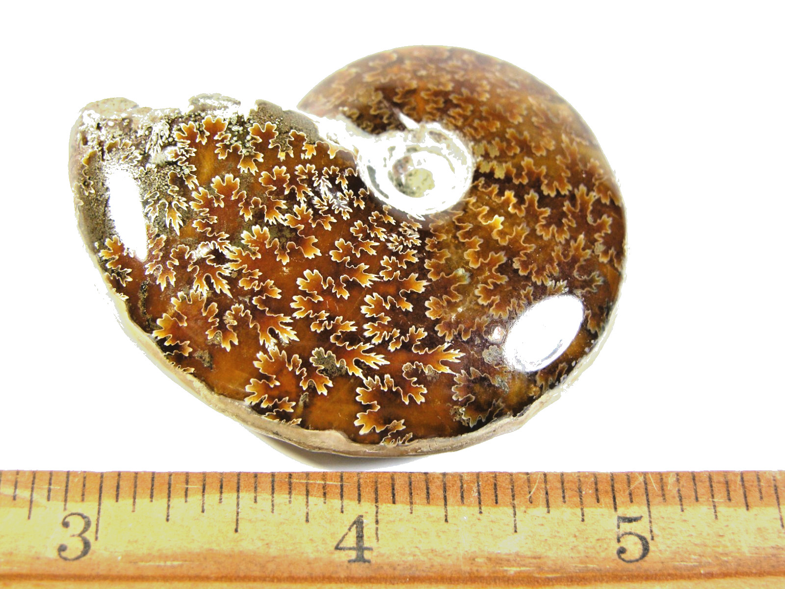 Ammonite fossil polished 2.5×2″ + showing suture &fire Madagascar ms61