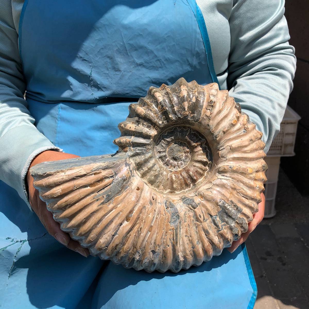 10.45LB Natural ammonite fossil conch Crystal specimen healing decor