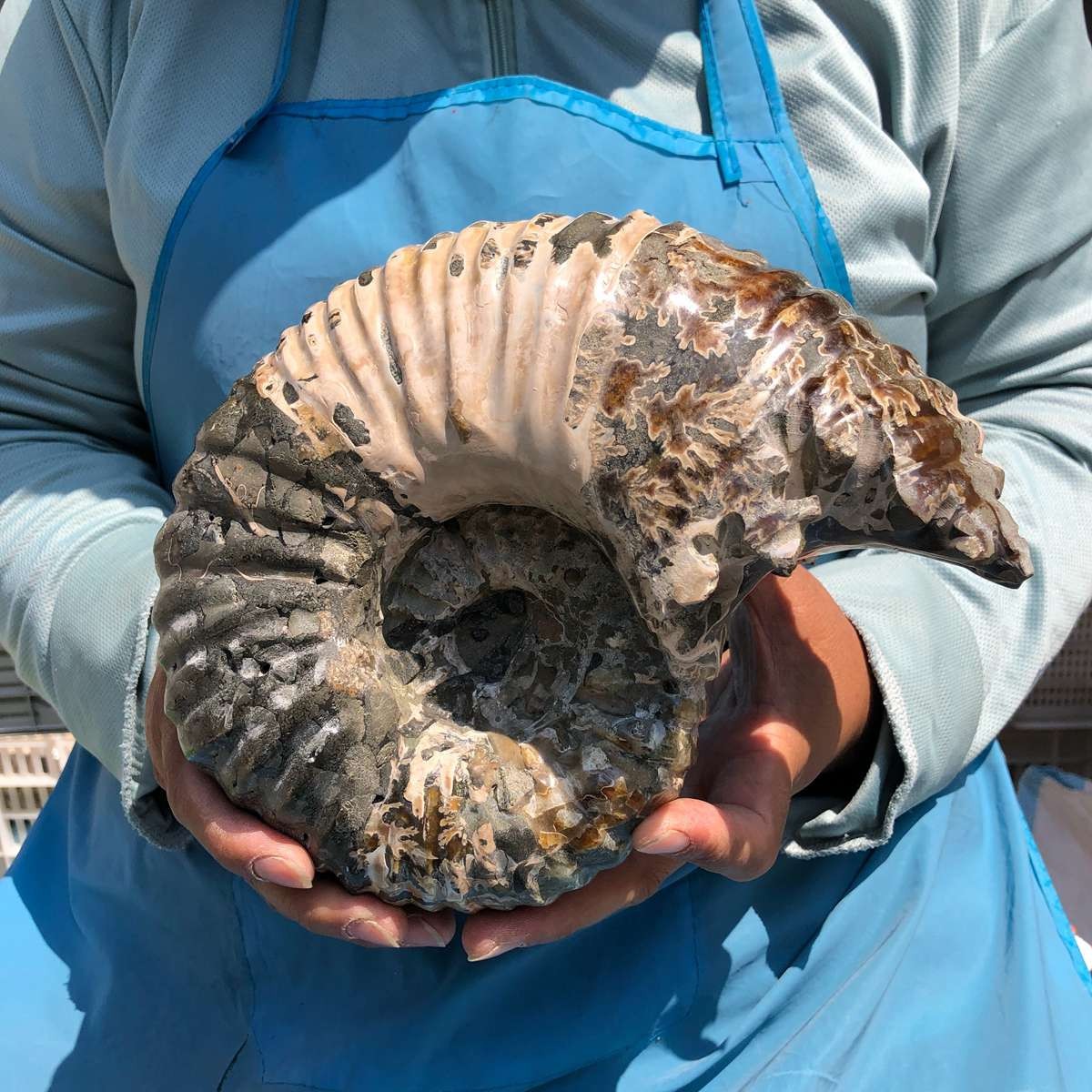 7.65LB Natural ammonite fossil conch Crystal specimen healing decor