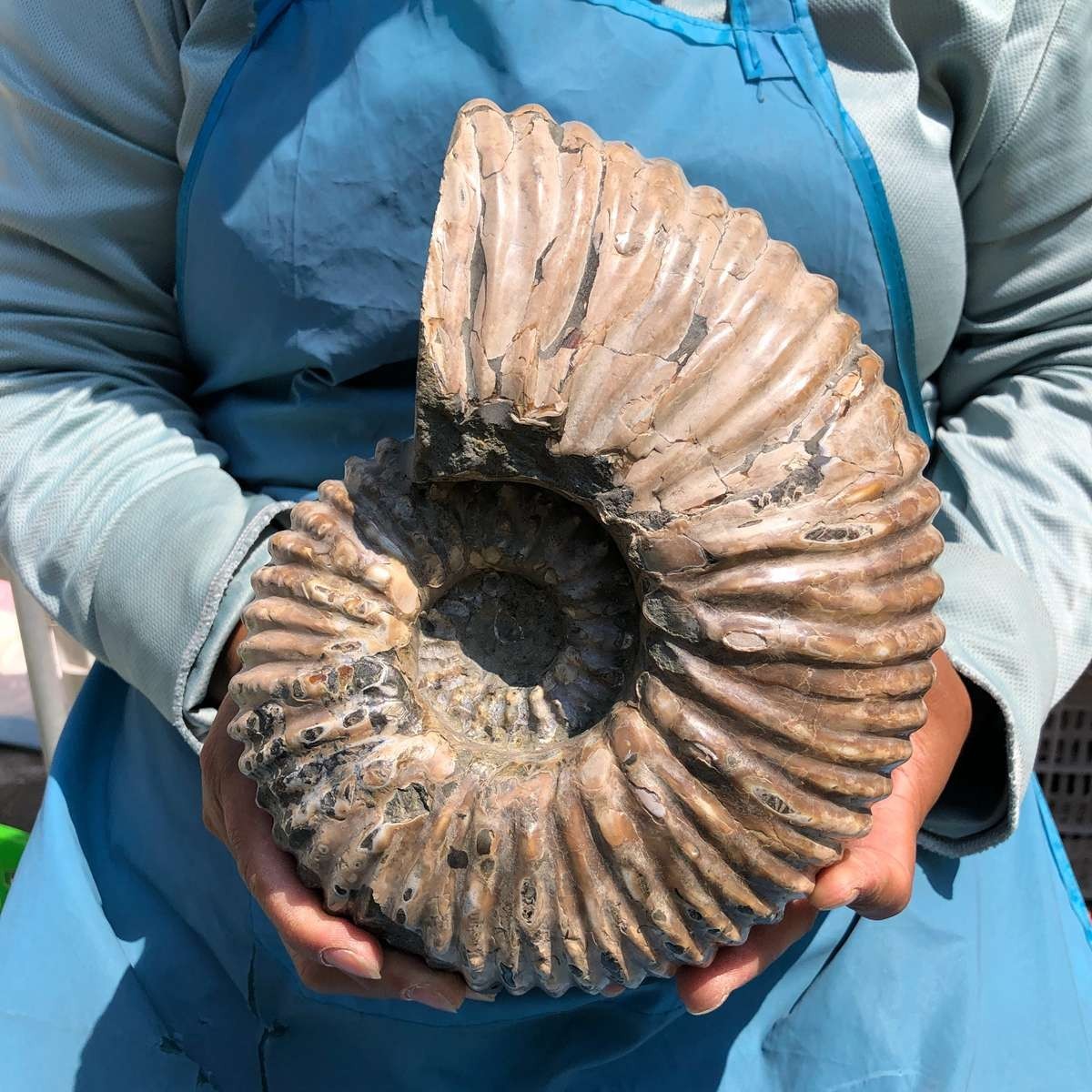 8.91LB Large Natural Beautiful Ammonite Fossil Conch Crystal Specimen Healing