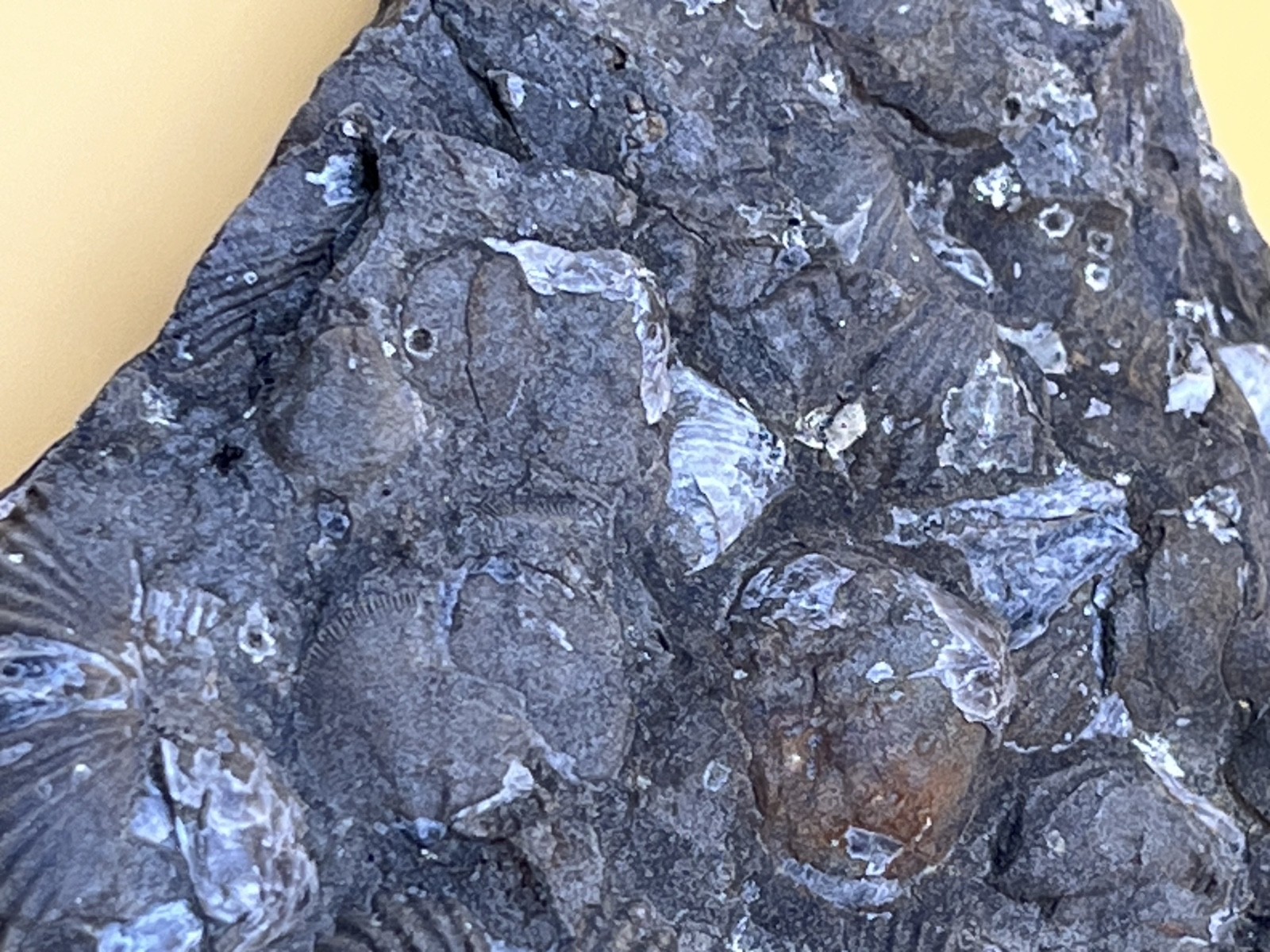 Stone with Dozens of Brachiopod/Scollop Sea Shell Fossils