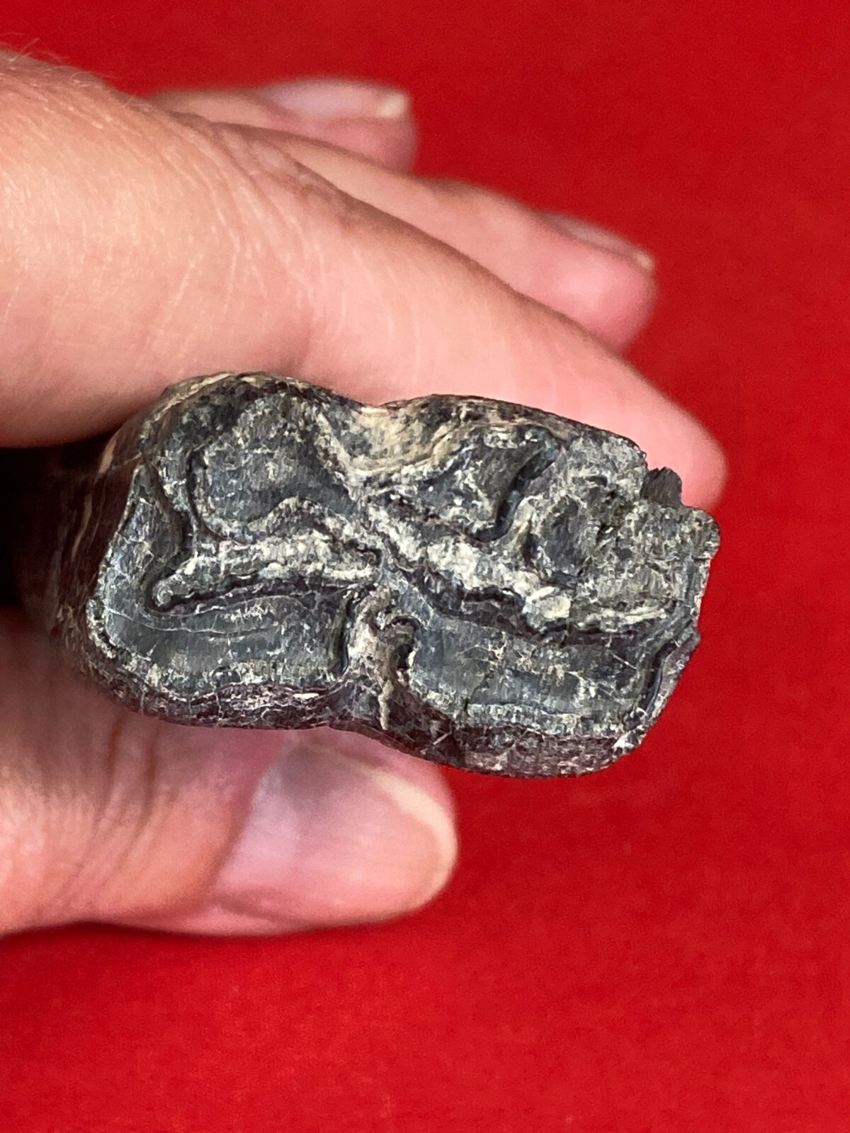 Fossil Tooth on Clay Stand about 3×1 inch from Florida Kids love these D76