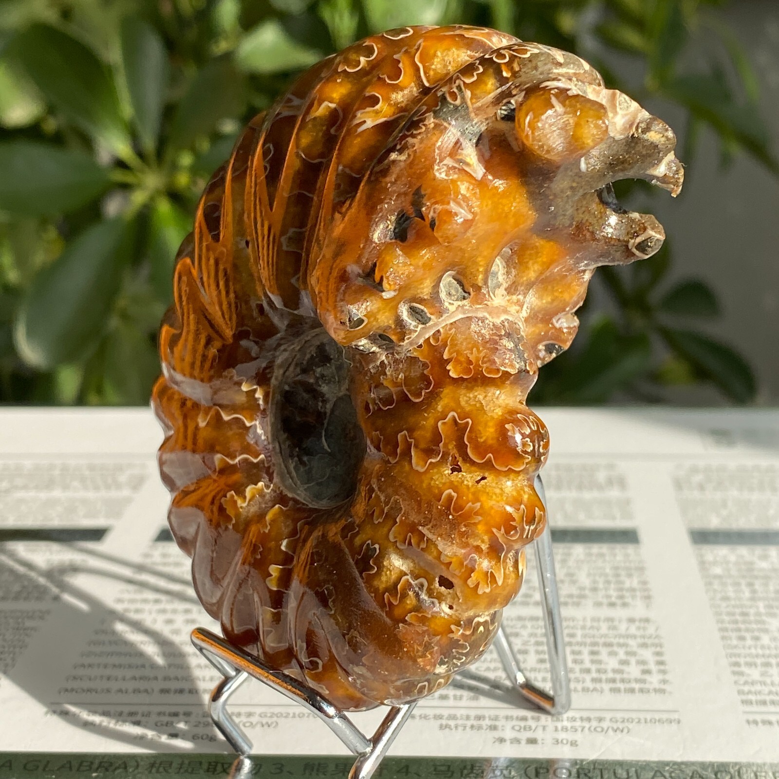 200g Top Natural Horn Screw Fossil Ammonite Conch Crystal Specimen Healing