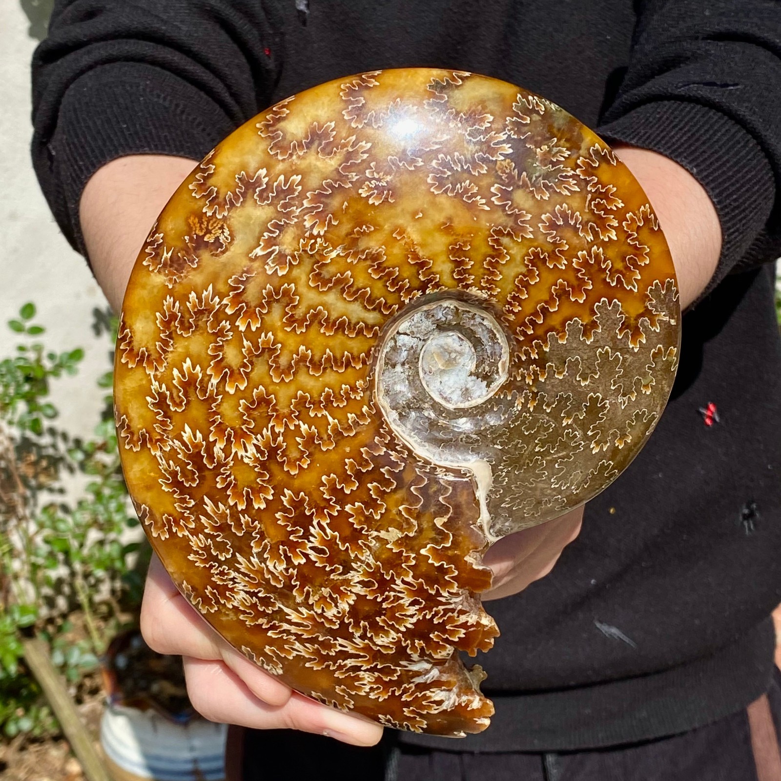 2.51LB Rare natural Natural conch fossil specimens of Madagascar