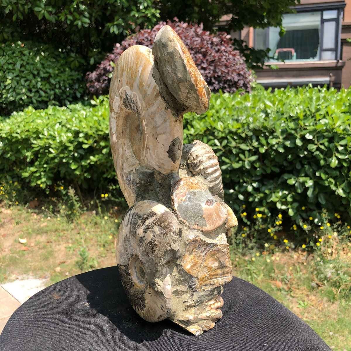 11.61LB Natural Beautiful Ammonite Fossil Conch Crystal Specimen Healing 5120