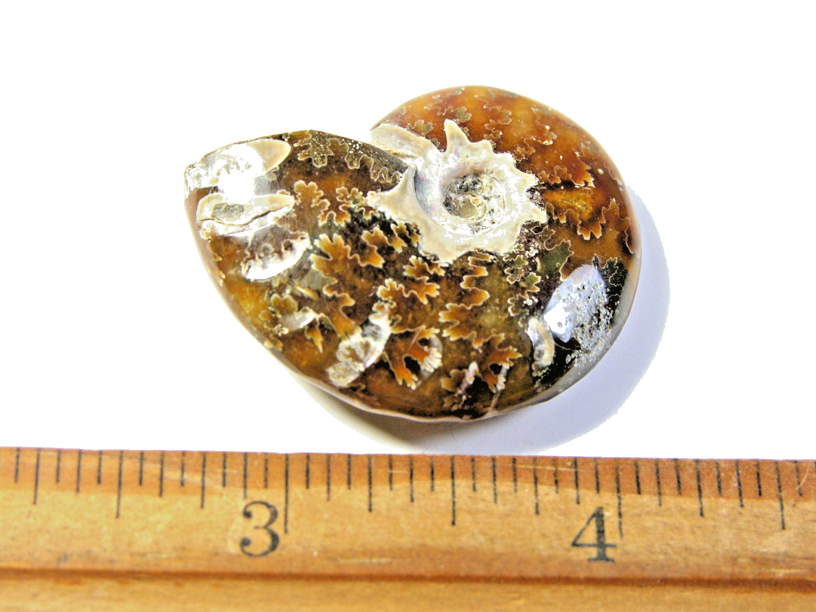 Ammonite fossil polished 1 1/2″ + showing suture &fire Madagascar ms41