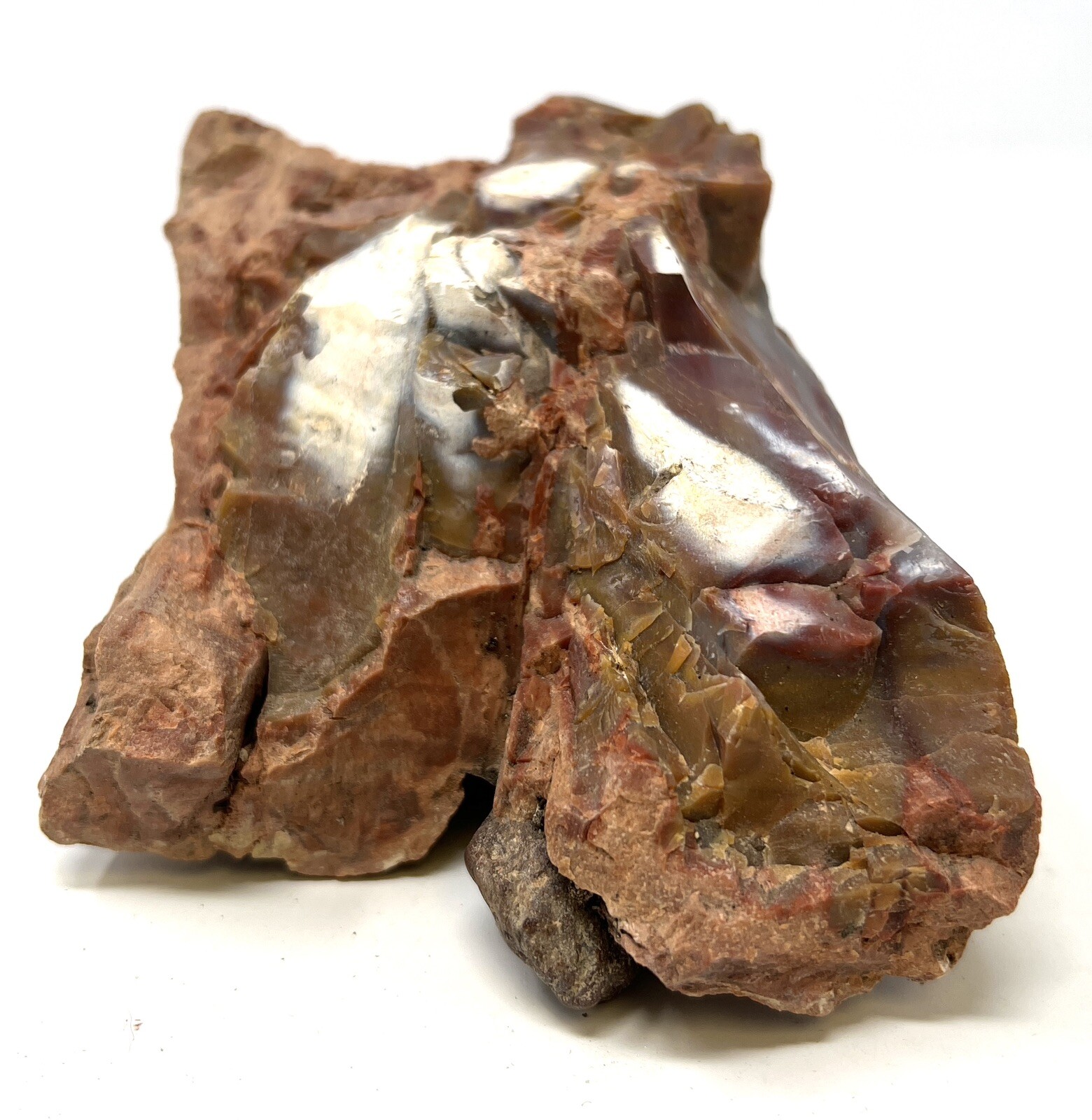 Loose Natural Stone – United States: Petrified Wood 2lb 3oz