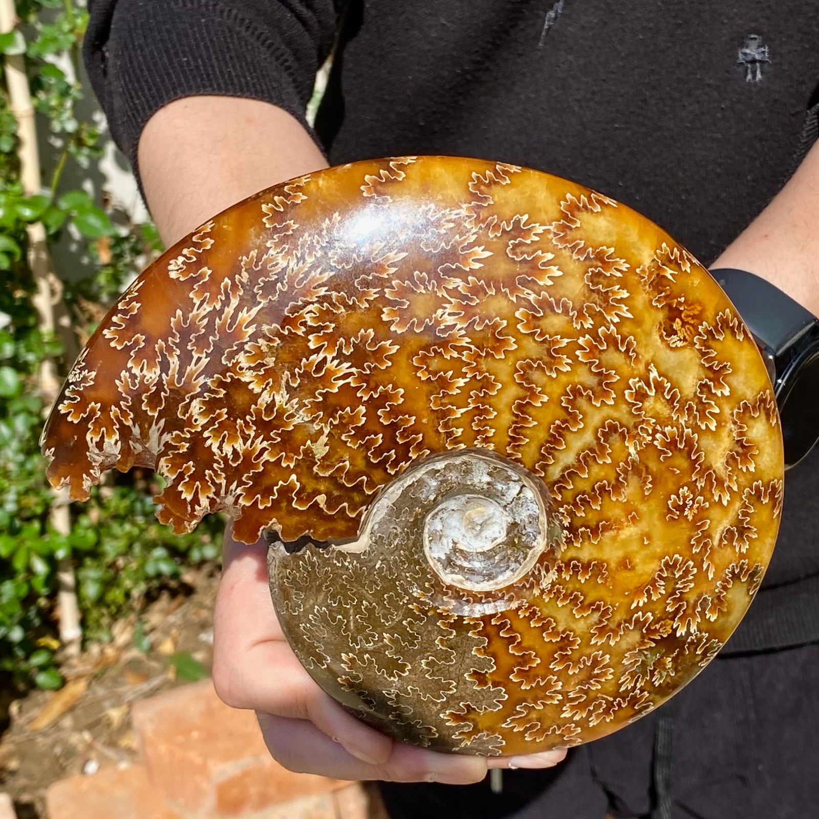 2.51LB Rare natural Natural conch fossil specimens of Madagascar