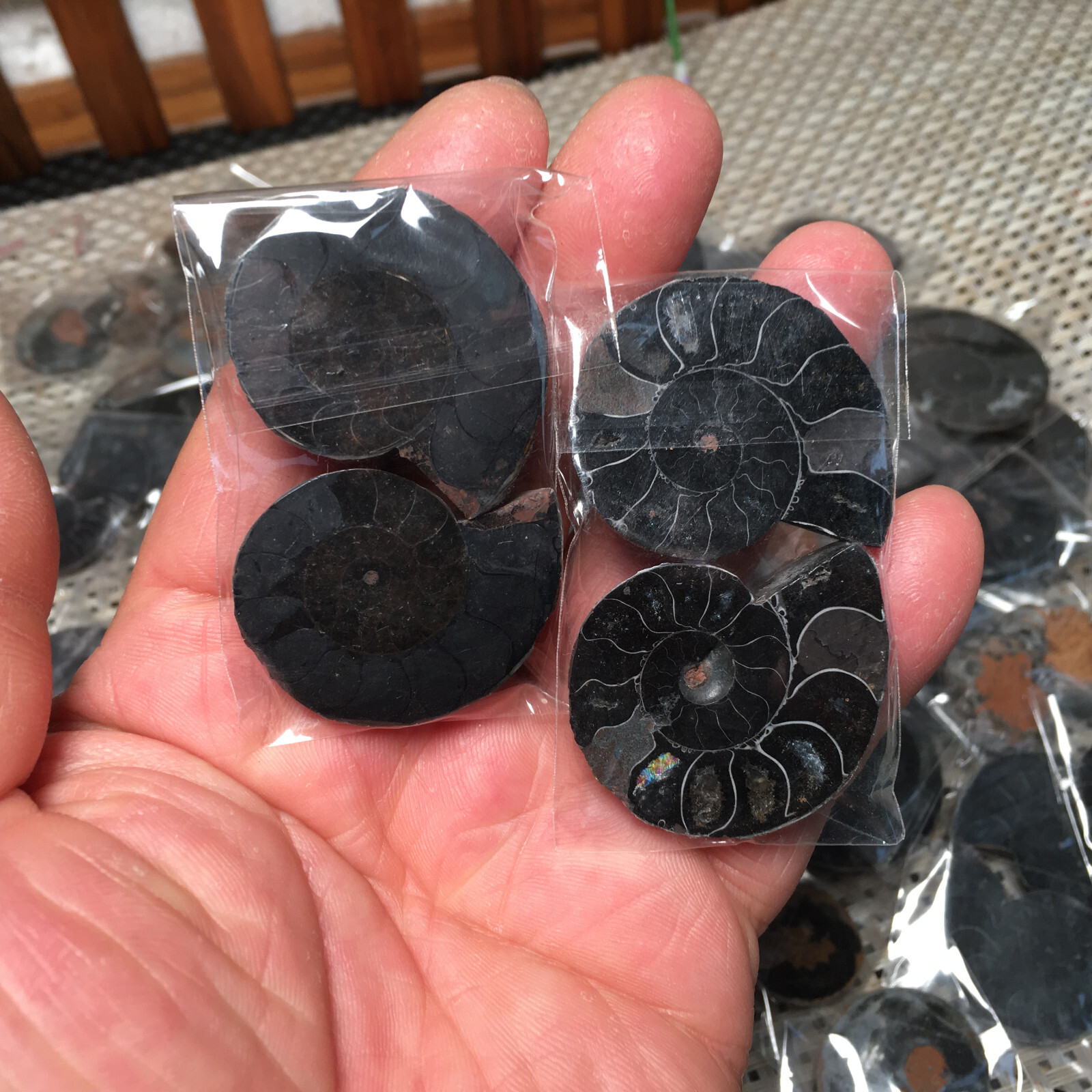 20 Pairs Black Ammonite Shell Specimen Madagascar