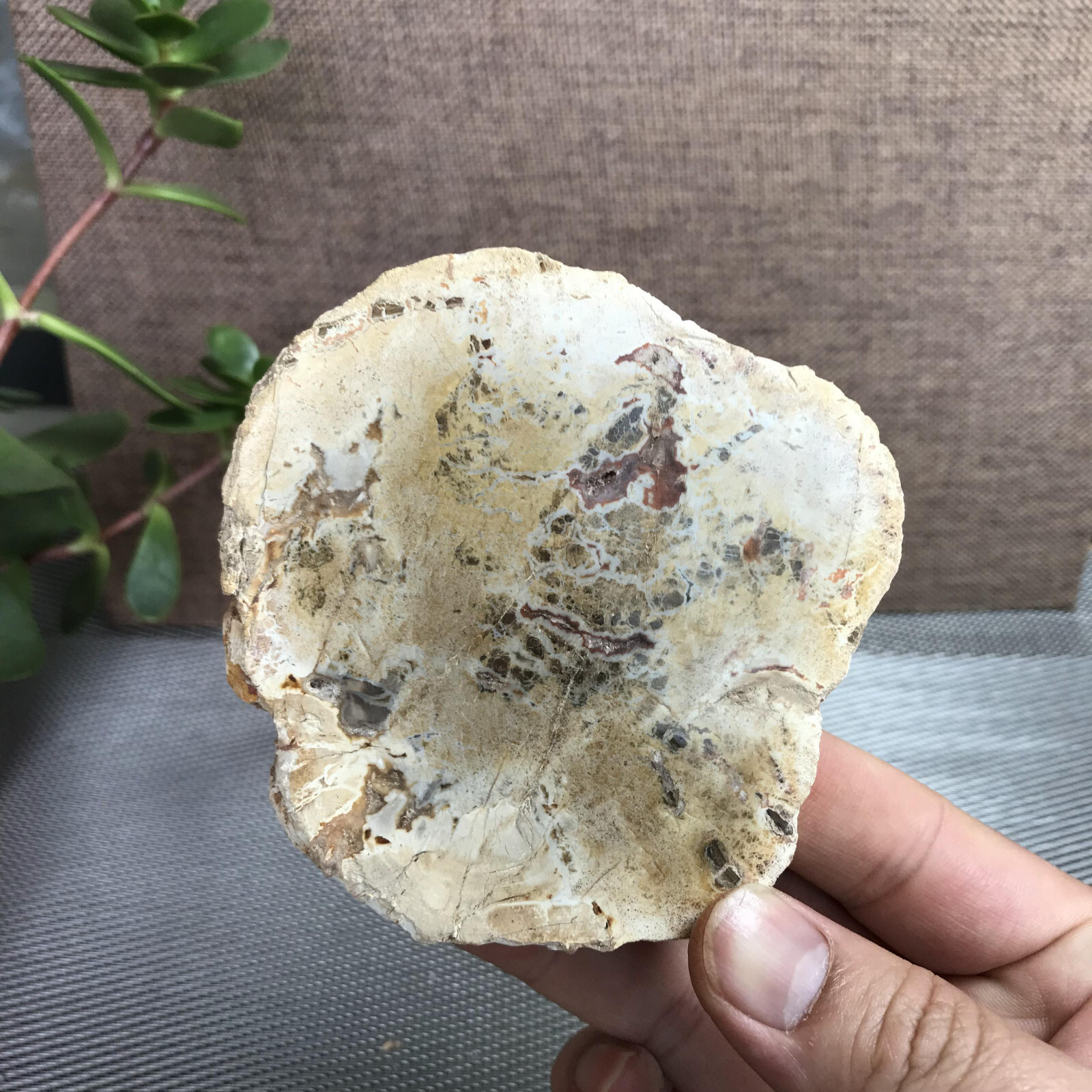 Top 95mm Natural Petrified Wood Crystal Rough Slice Madagascar 219g A1390