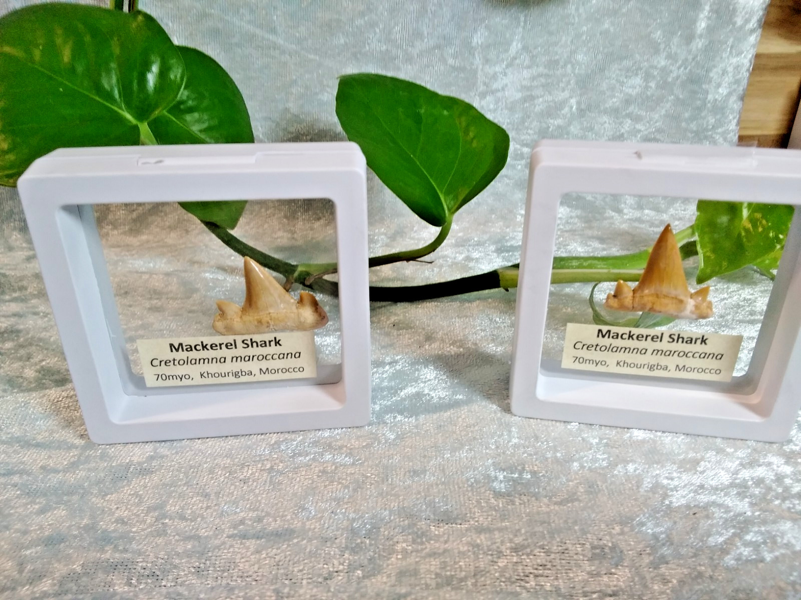 Mackerel Shark Tooth ~ Cretolamna Maroccana, 70 MYO, Morroco ~ Display 7cm (b)