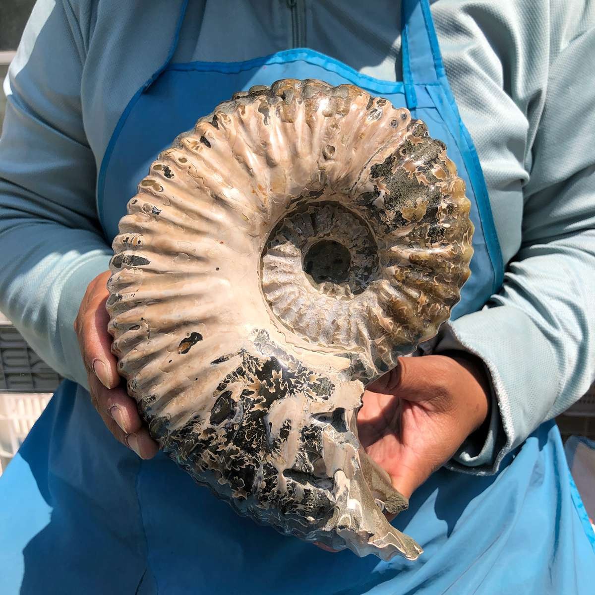 7.65LB Natural ammonite fossil conch Crystal specimen healing decor