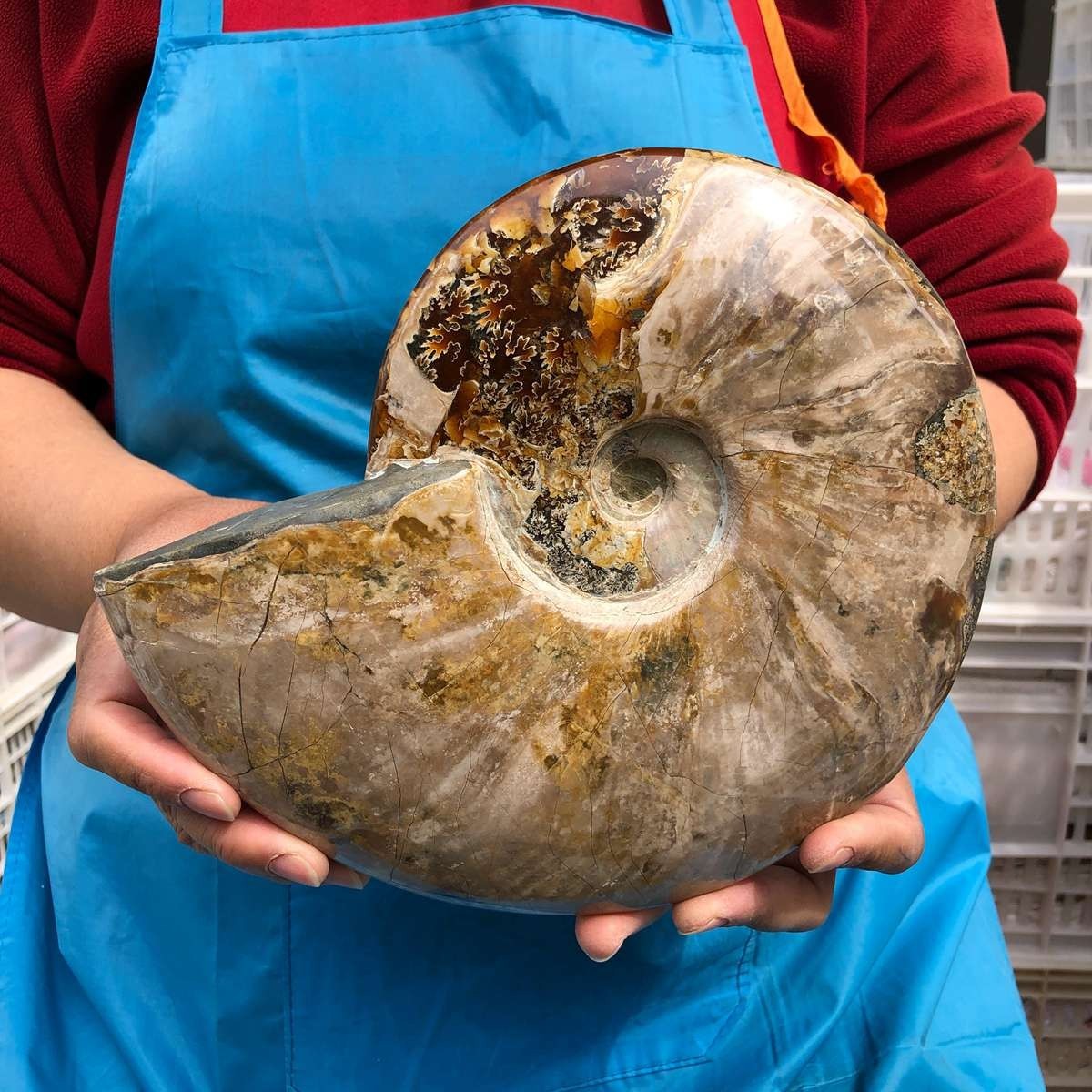 5.14LB Large Natural Beautiful Ammonite Fossil Conch Crystal Specimen Healing
