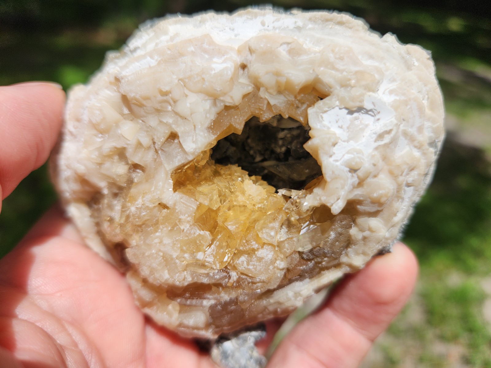 Calcite Crystal Clam Shell Fossil Rucks Pit Florida cut dogtooth clam honey UV