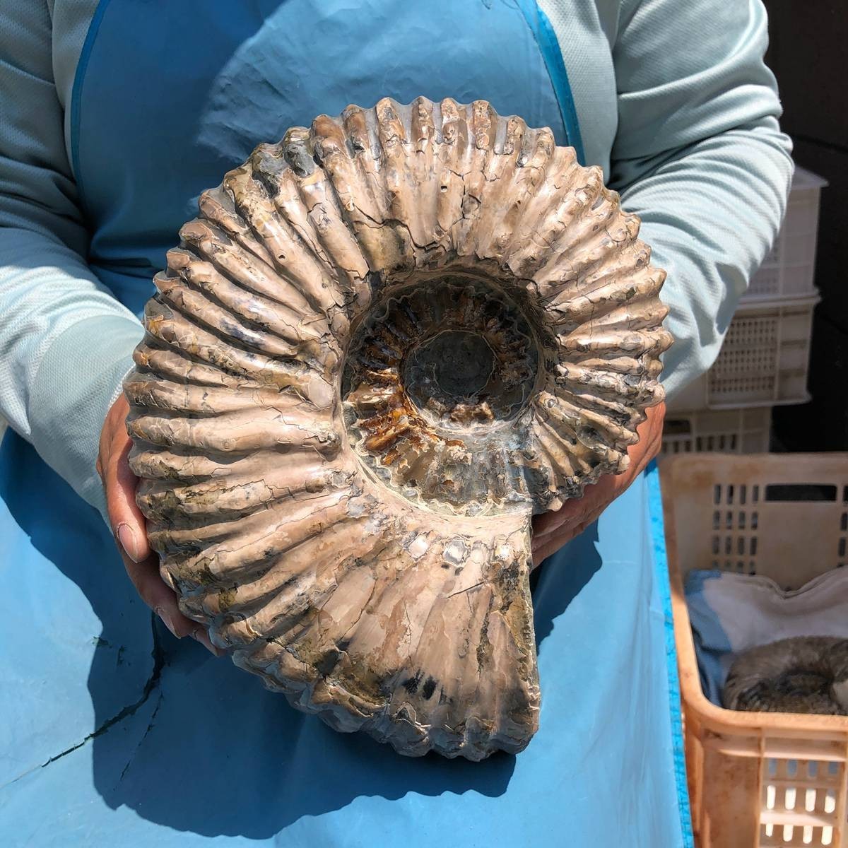 11.52LB Large Natural Beautiful Ammonite Fossil Conch Crystal Specimen Healing