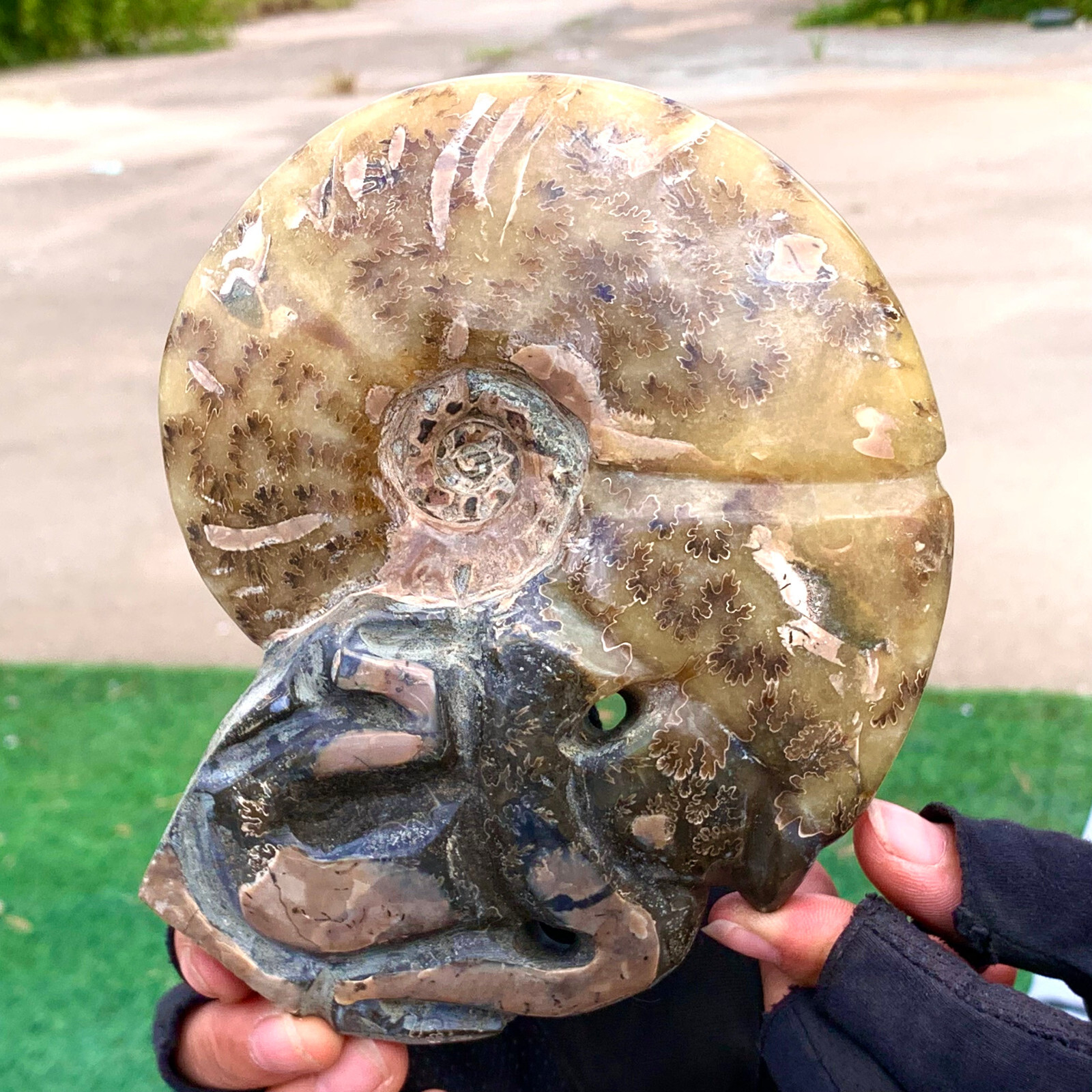 1.92LB Rare! Natural Tentacle Ammonite FossilSpecimen Shell Healing Madagascar