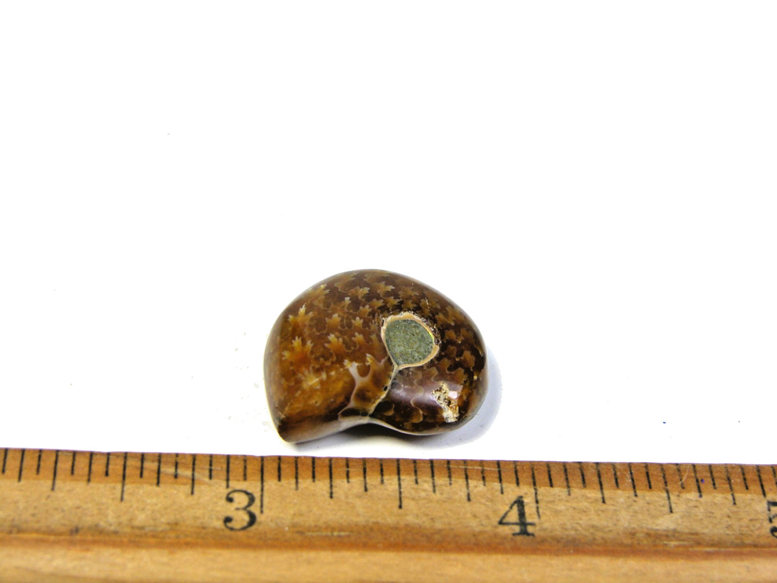 Ammonite fossil polished 1 1/2″ + showing suture lines Madagascar ms1