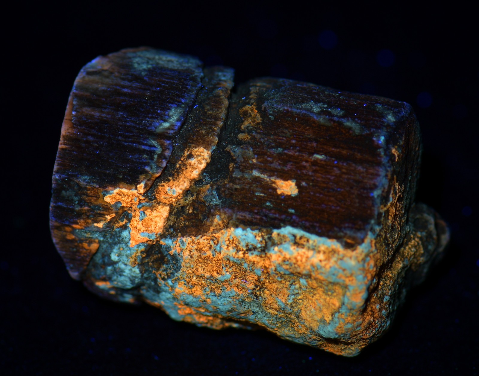 Petrified Wood, Fluorescent. Eden Valley, Wyoming. 29 grams.