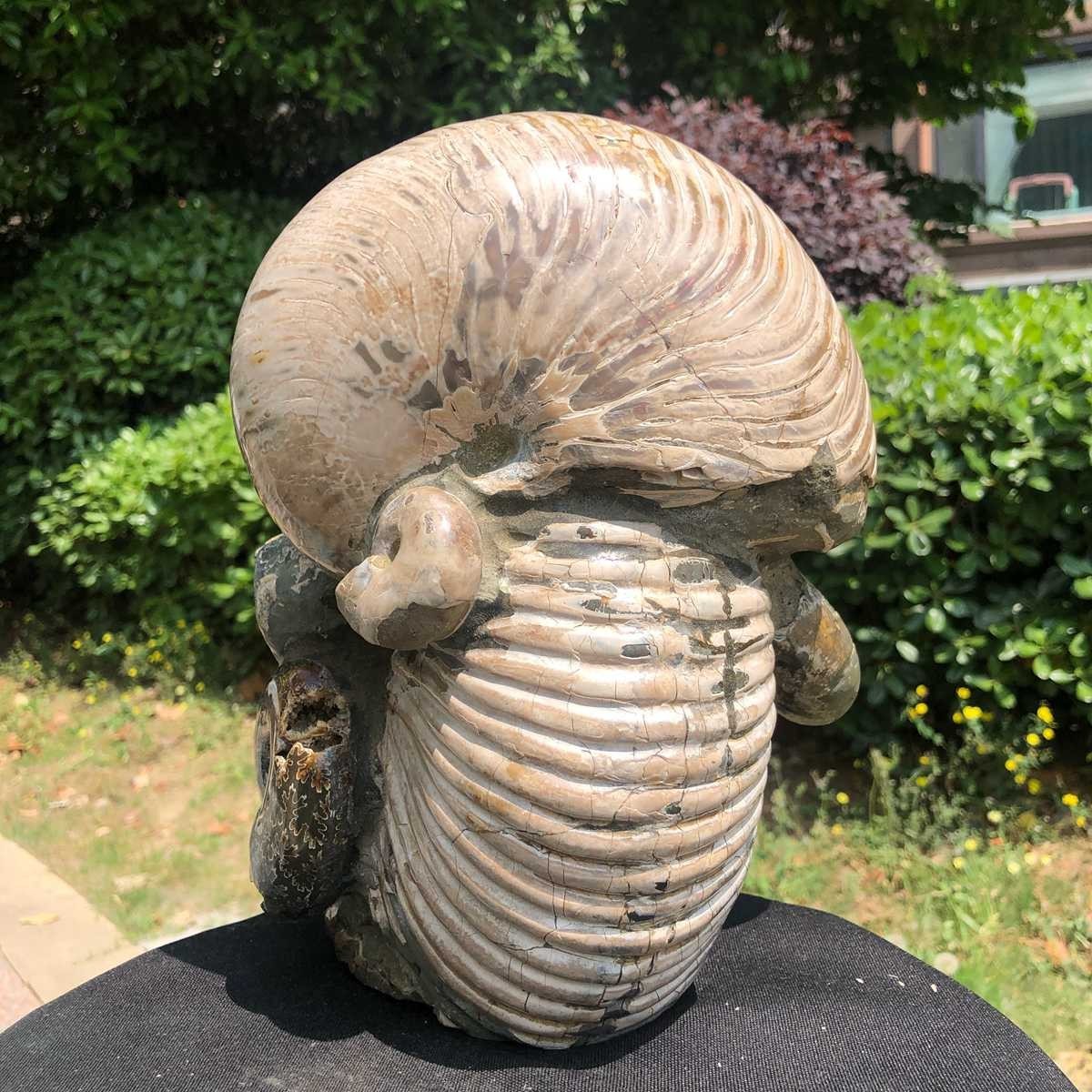 17.11LB Natural Beautiful Ammonite Fossil Conch Crystal Specimen Healing 5118