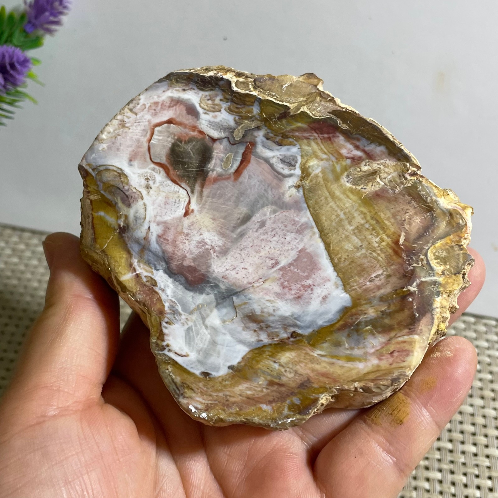 Natural Polished Petrified Wood Crystal Slice Madagascar 302g