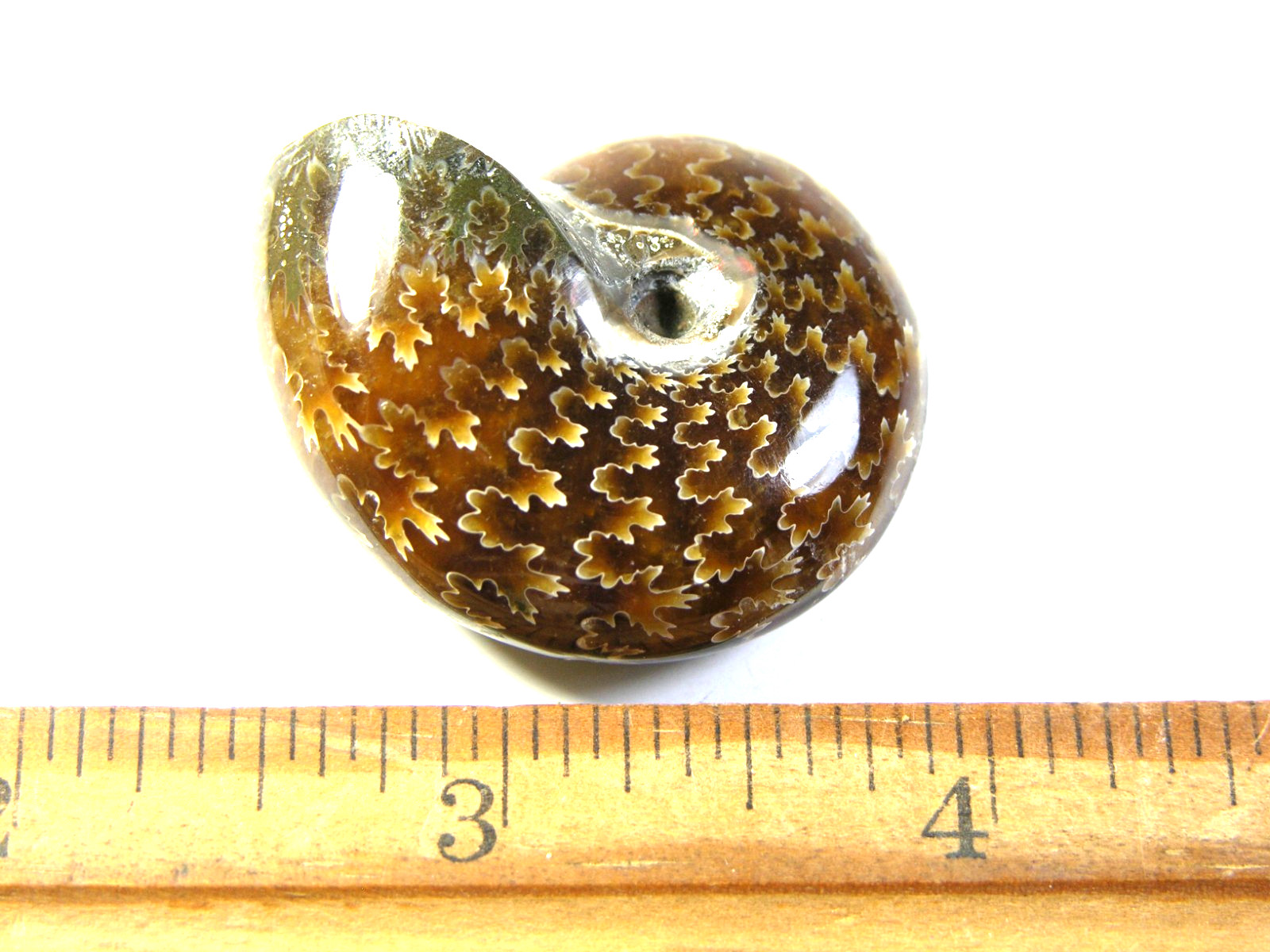 Ammonite fossil polished 1 1/2″ + showing suture &fire Madagascar ms39