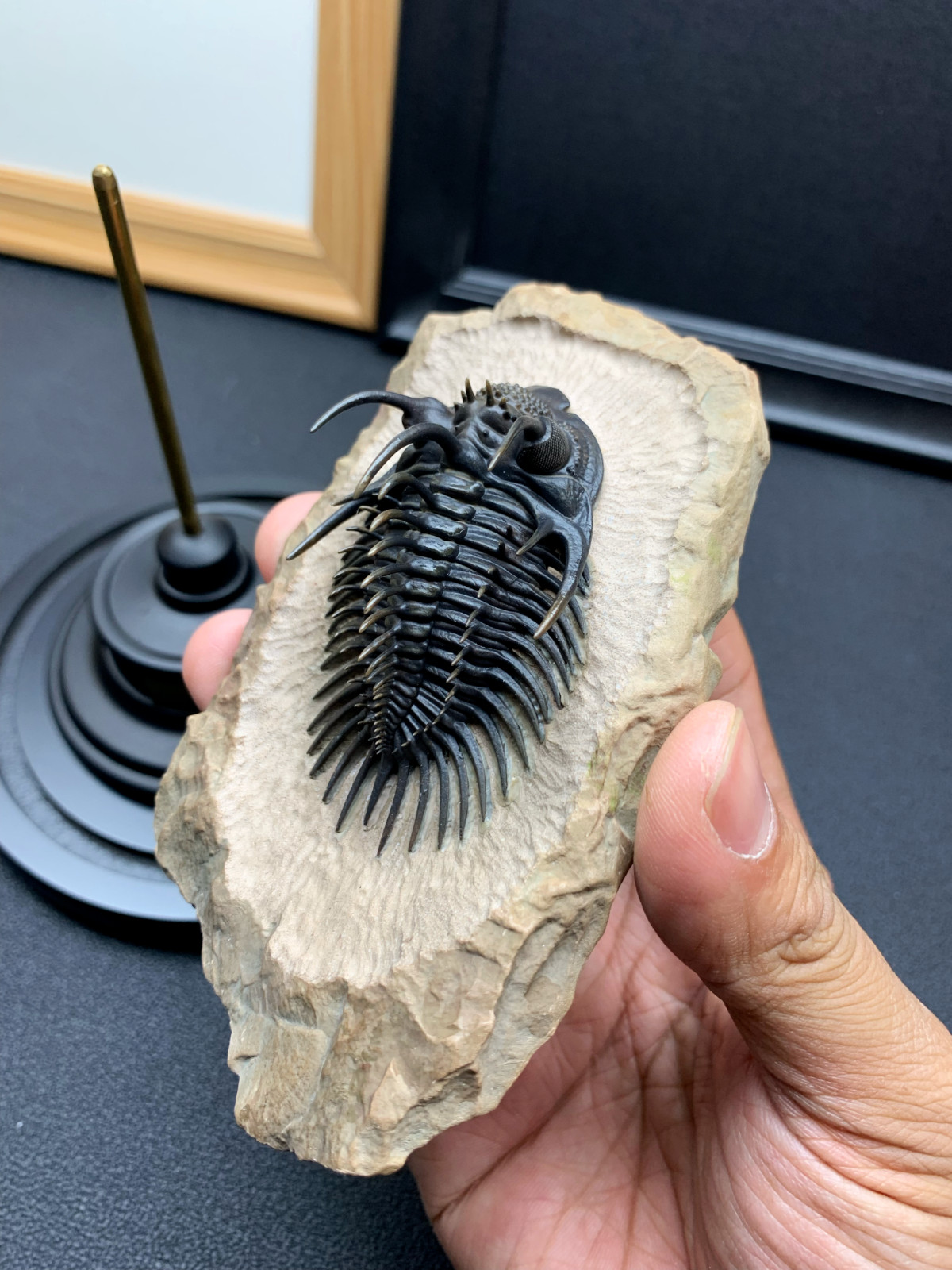 1:1 Comura Bullyneki Trilobite Resin Replica, Spiny Trilobite Fossil Display