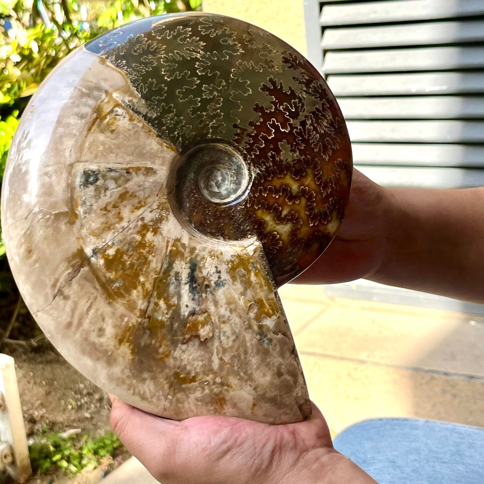 Polished Madagascar Ammonite Fossil Natural Gemstone Spiral Shell Decor 6.3 lb